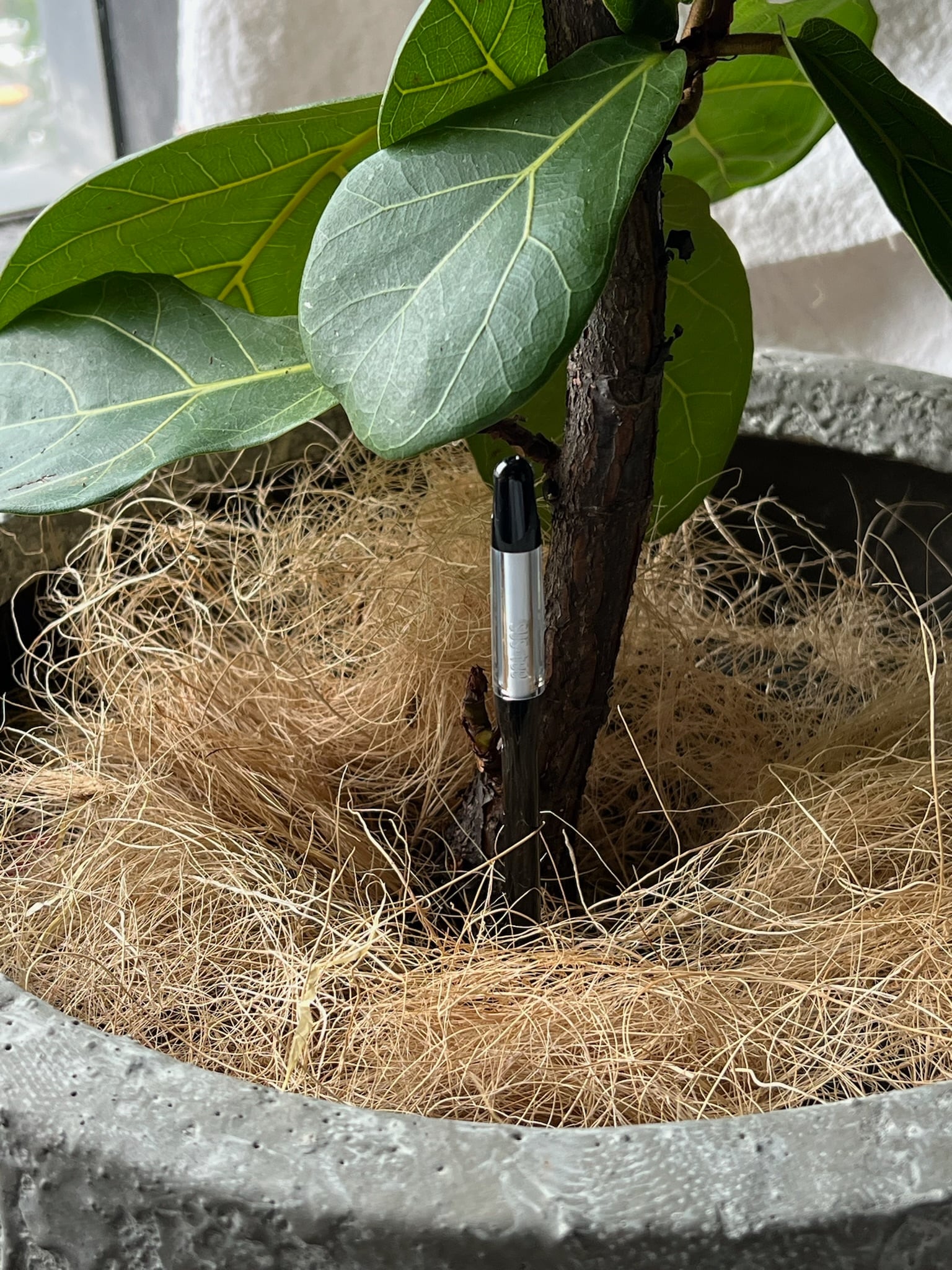 水やりチェッカー 6号〜12号鉢用 | greenveil