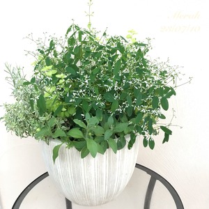 寄せ植えパニエ