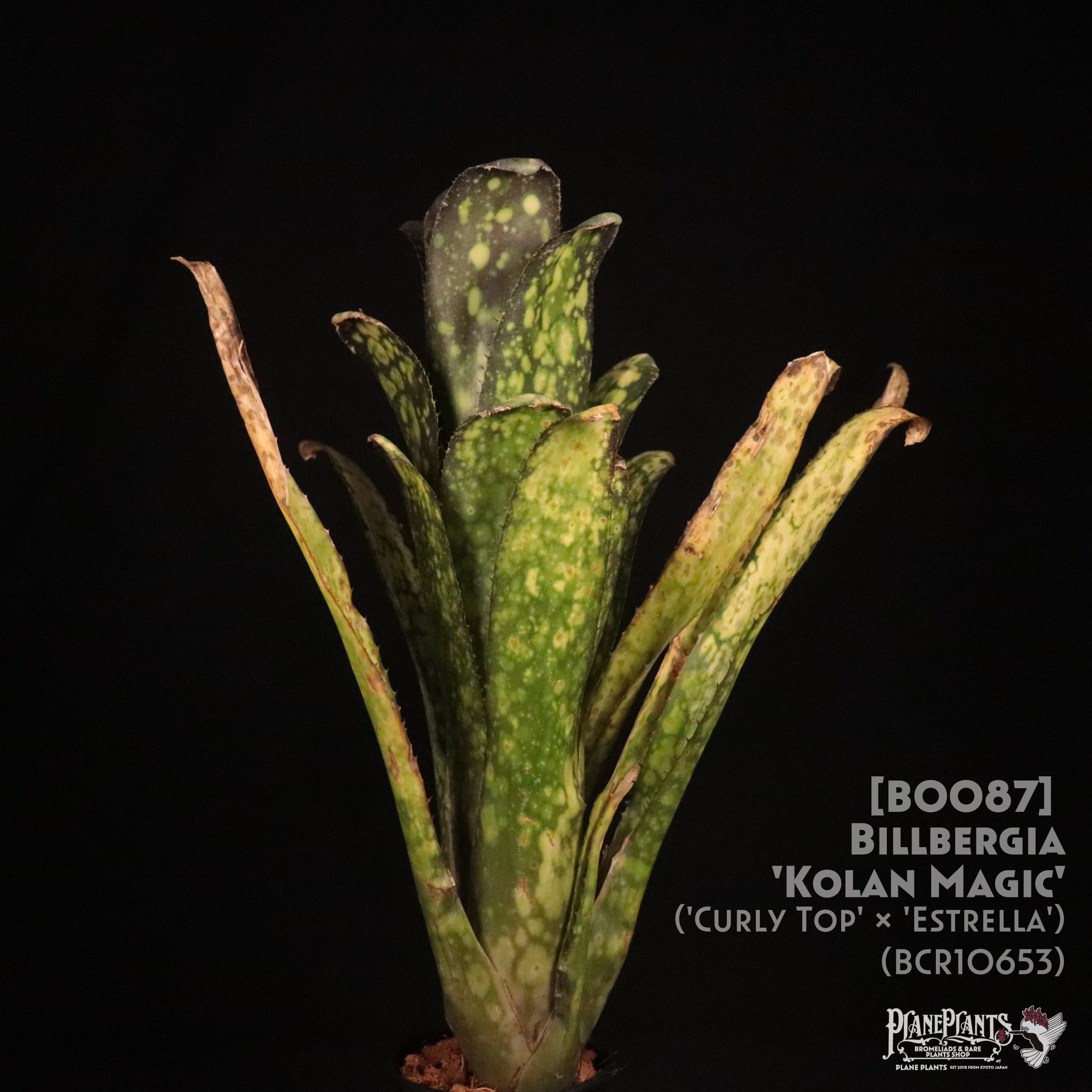 【送料無料】Billbergia 'Kolan Magic'〔ビルベルギア〕現品発送B0087