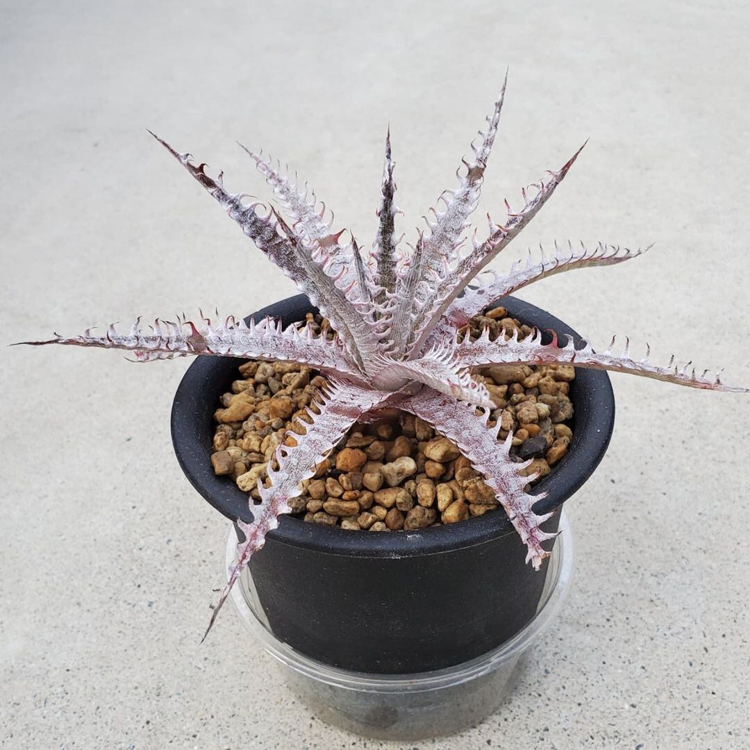 ディッキア】(アリゾナx SkyW)xWhiteGold分頭親株:Dyckia（中古 