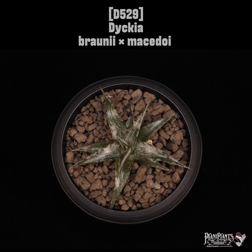 【送料無料】Dyckia braunii × macedoi〔ディッキア〕現品発送D529
