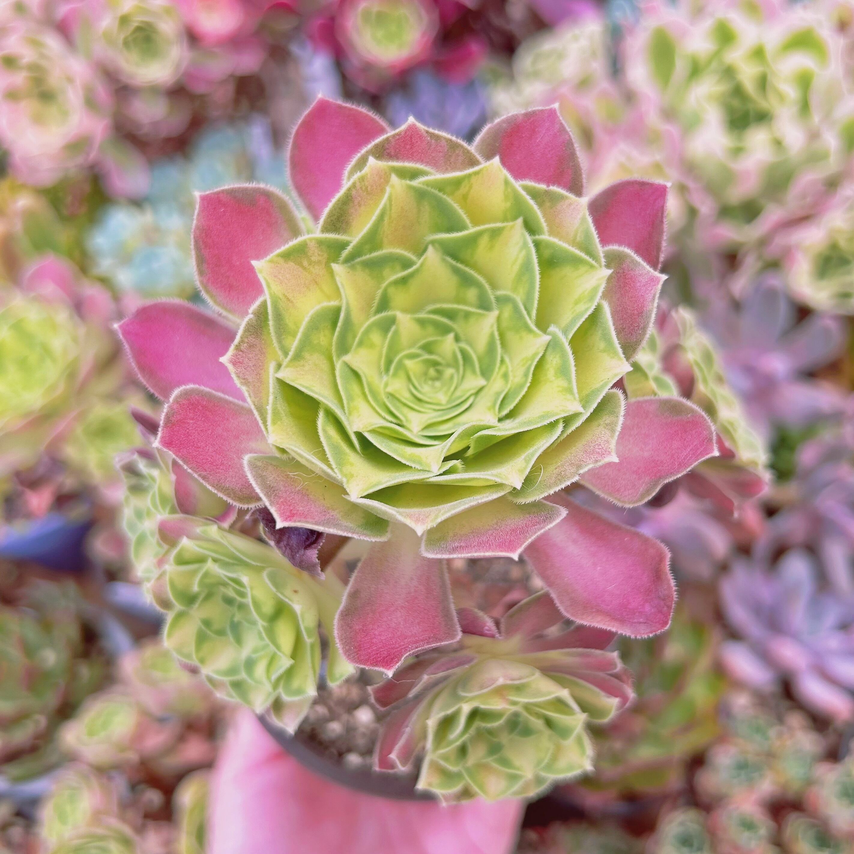 #2186現物　多肉植物　パラダイス錦　特大群生　抜き苗