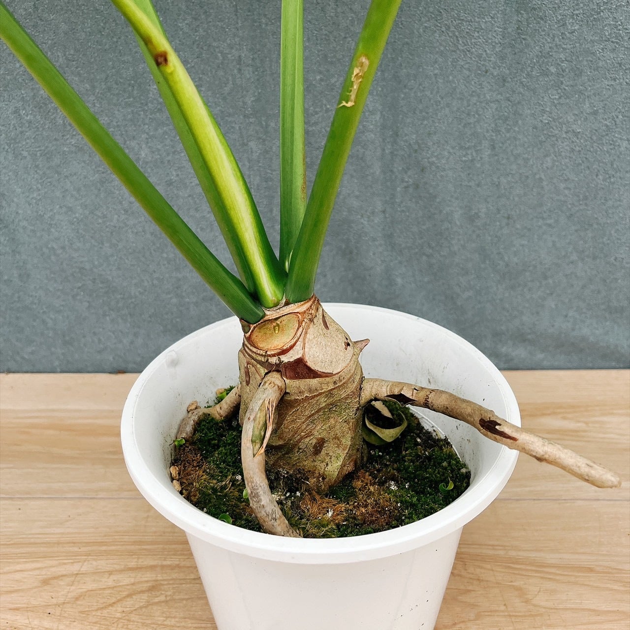 現品］H フィロデンドロン セローム 幹上がり 6号 観葉植物 室内