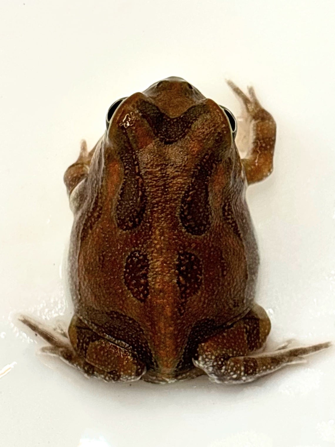チャコガエル③ 1匹 | まるころ商店〜まるくてころころした生き物を