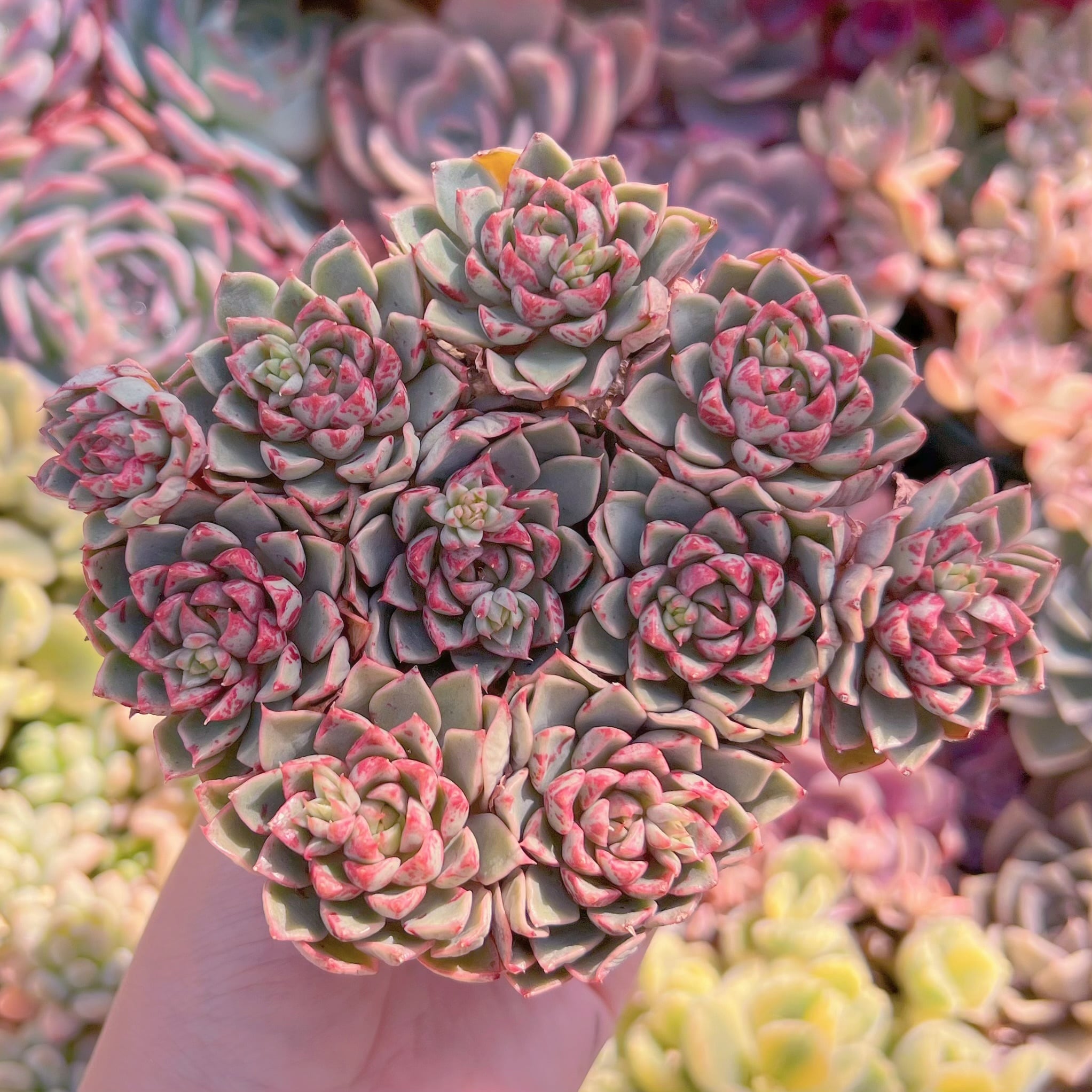 現品　ブラッドスワロー#847　群生　るる農園