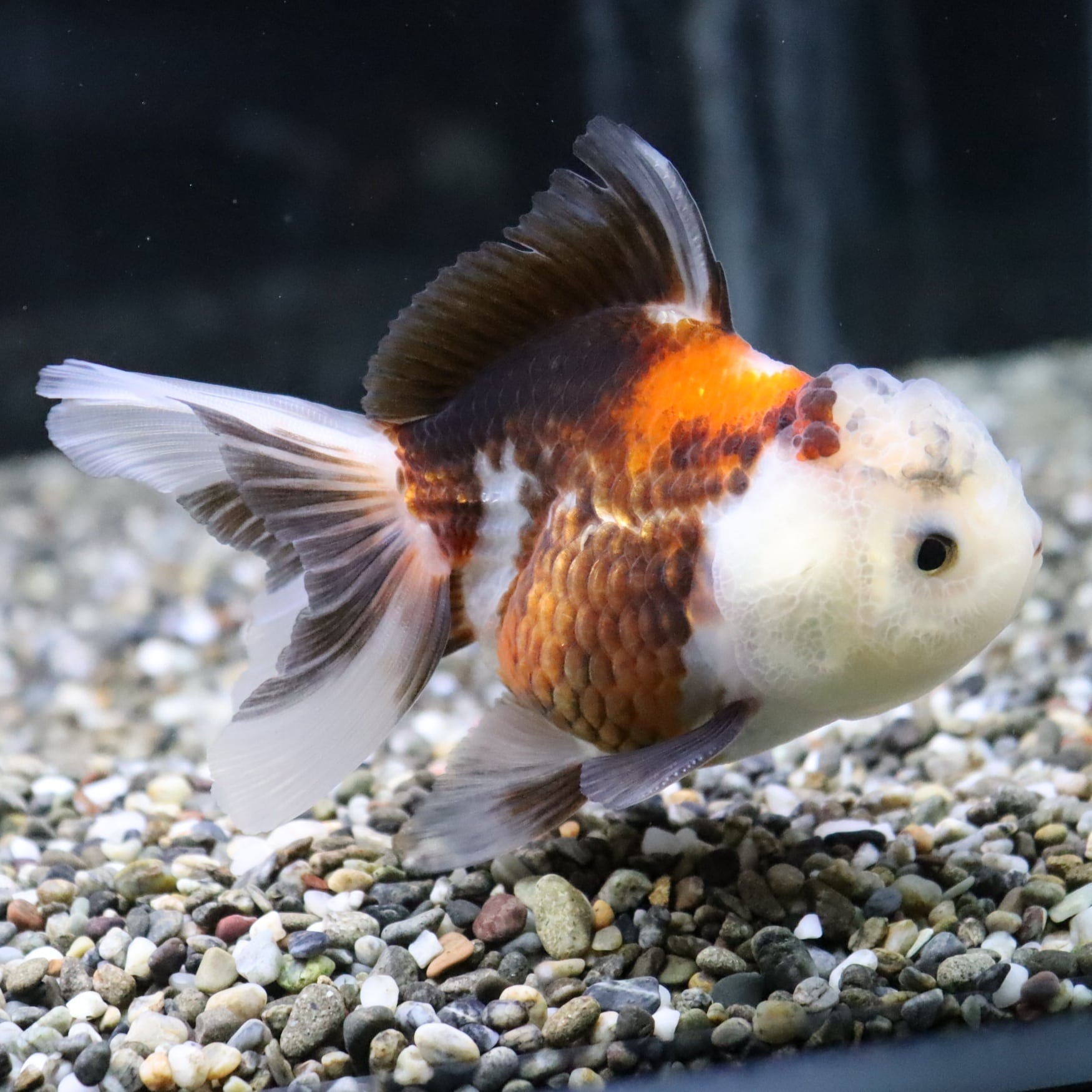 約10cmの大きなトリカラーオランダ トリカラーオランダ 約10cm