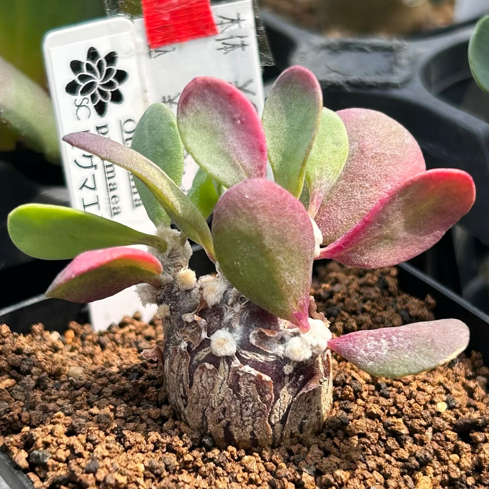 東京都Y様専用(ピグマエア Othonna pygmaea(冬型) | RuPo 多肉植物専門店