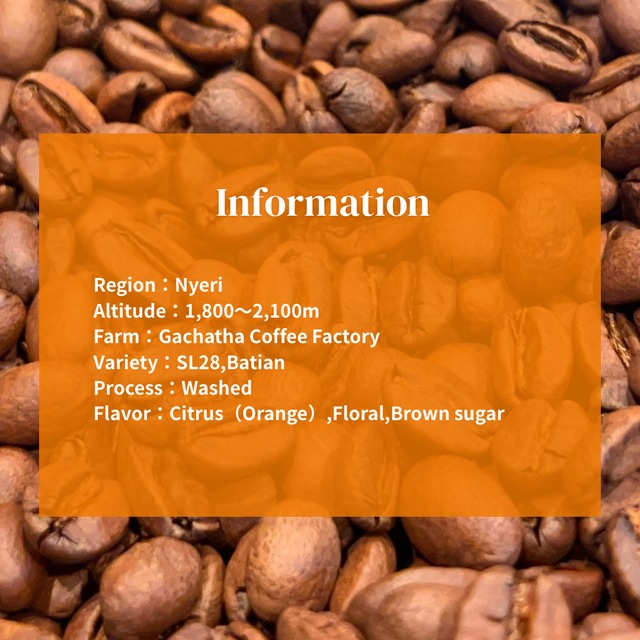 【ケニア】Adaronia AA Washed｜Light roast-100g