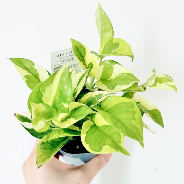 初心者さんも安心。届いてすぐ飾れるポトス2種のハンギンググリーン 観葉植物　calm cafe