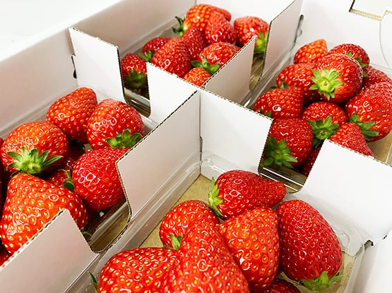 特選】朝摘み完熟いちご ※税込み送料無料 | いちご屋 燦燦園