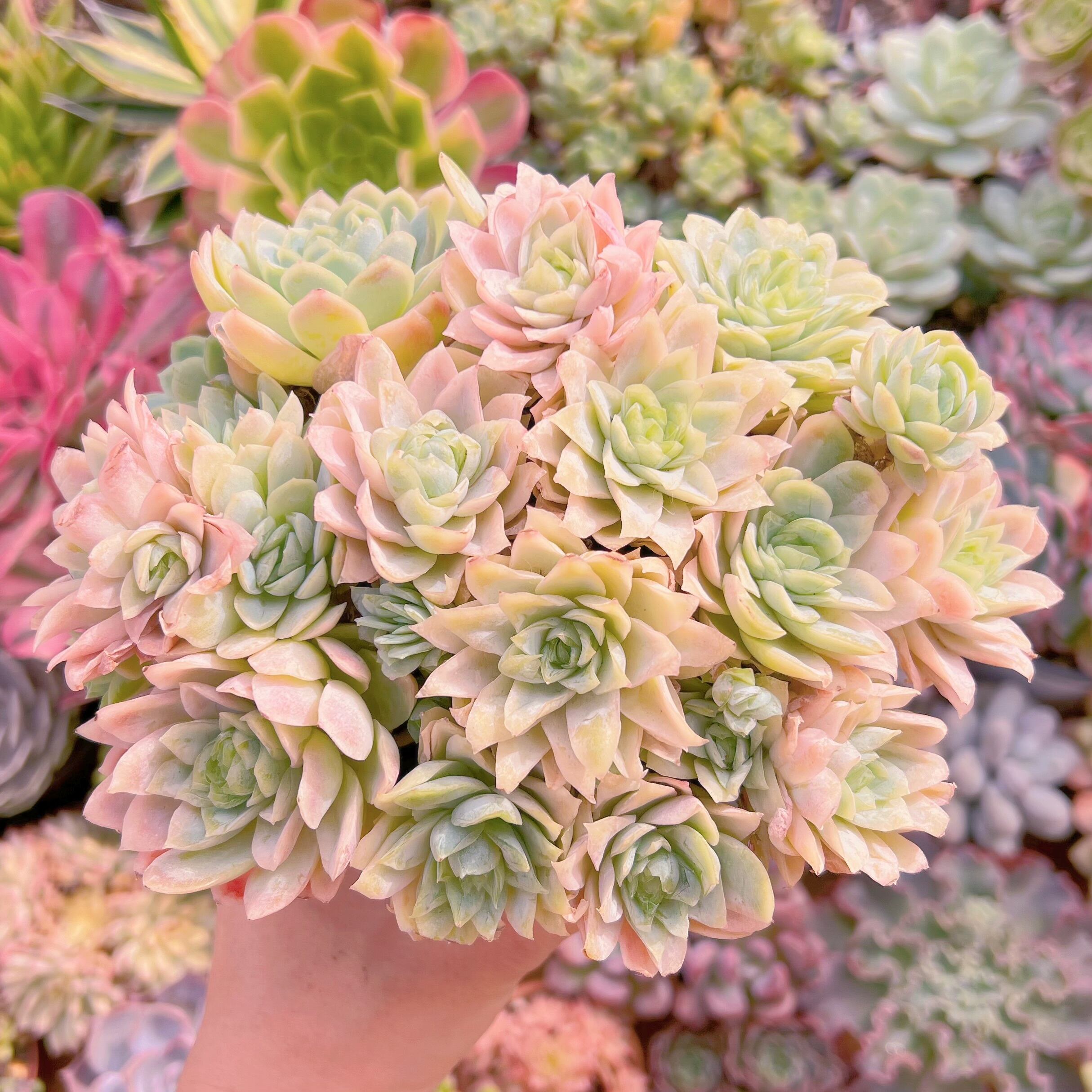 現物　クィーンローズ覆輪錦#813　特大群生　新入荷