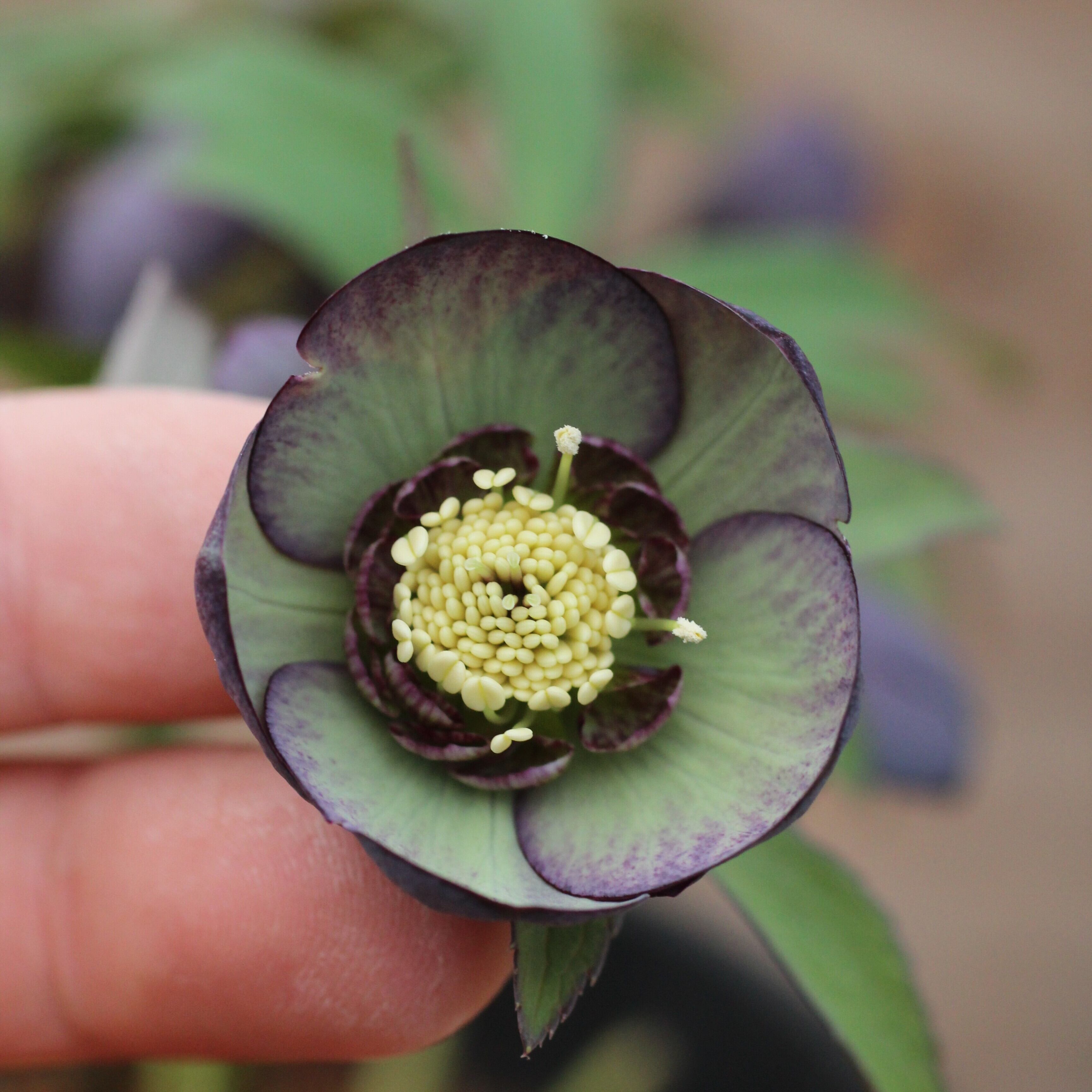 WinterSymphony開花鉢 | CoppiceGARDEN（コピスガーデン）