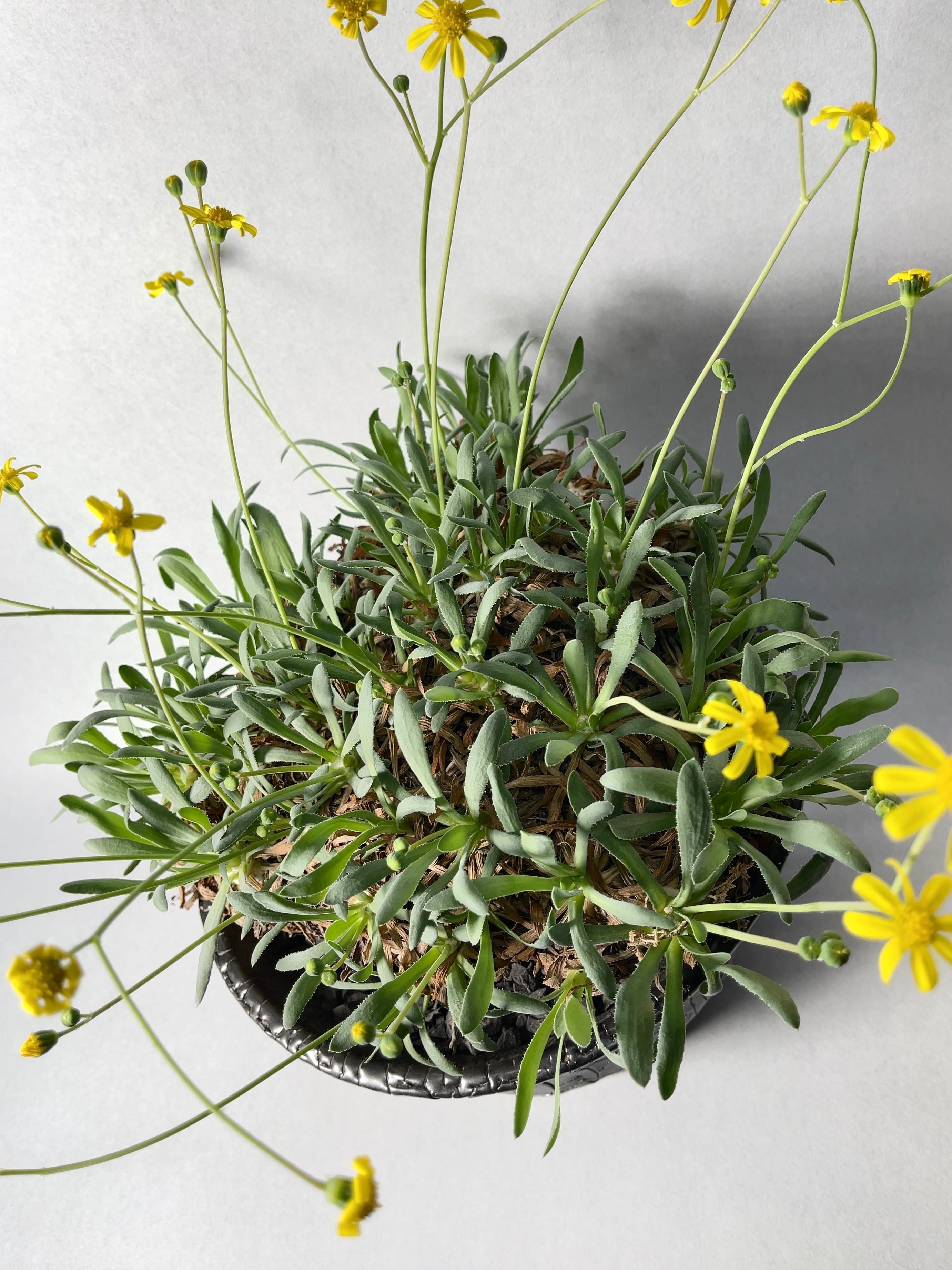 オトンナ・レトロルサ | trigger