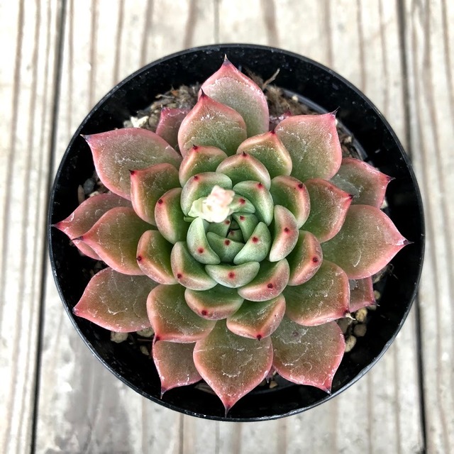 ラウザラゴーサ Echeveria laui x zaragosa