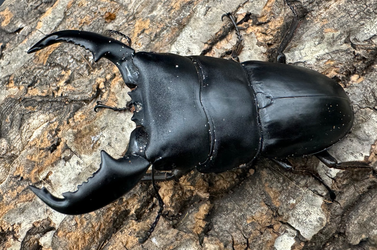 【WD】《スマトラオオヒラタ ベンクール産 内歯下がり 87mm ペア》