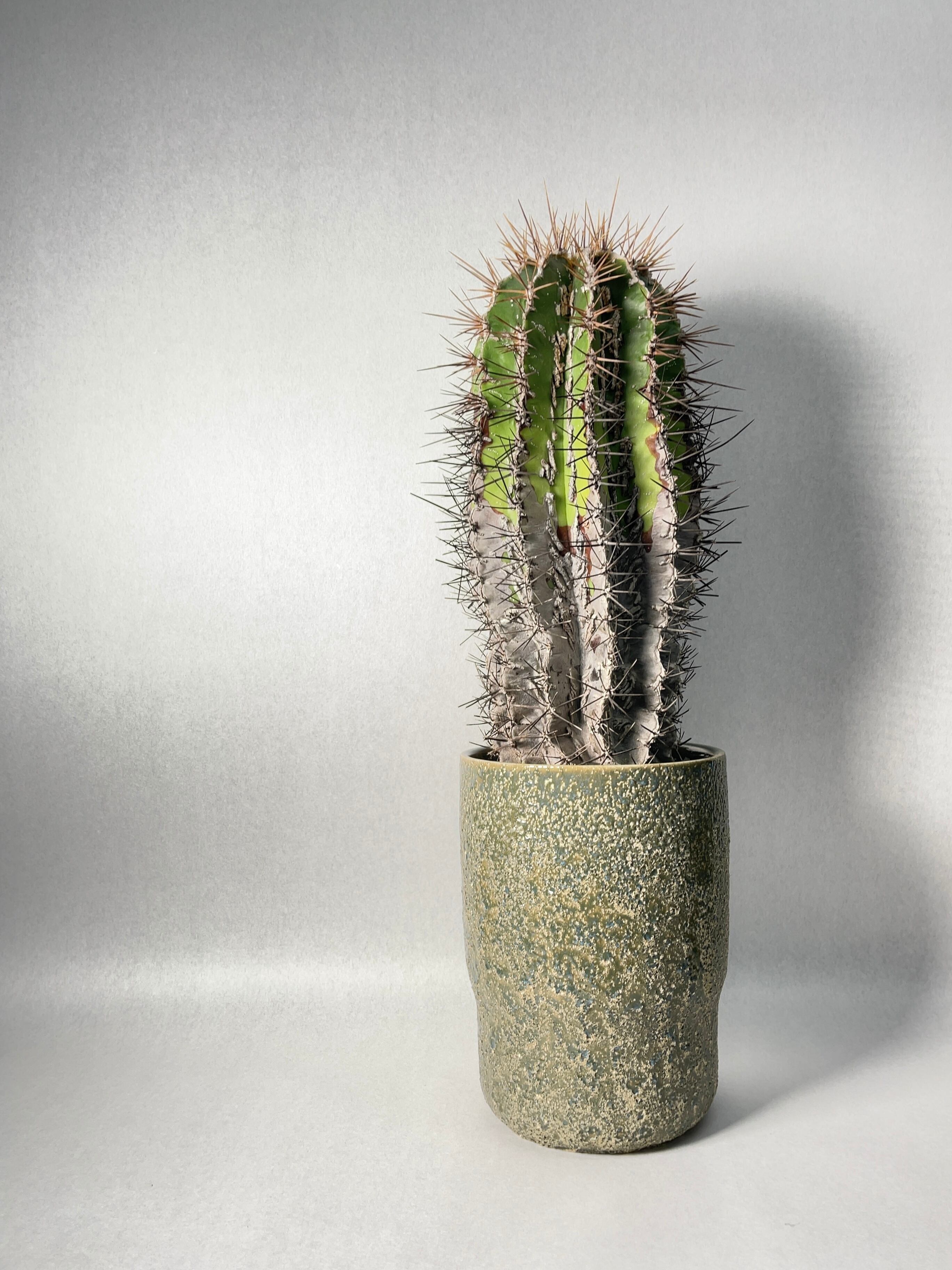 アストロフィツム・複隆般若 | trigger