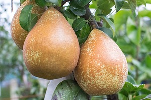 【西洋梨】ゼネラルレクラーク ３㎏（8ｰ11個） ＜10/20-10/30頃の限定品♬＞ Pear "Général Leclerc"