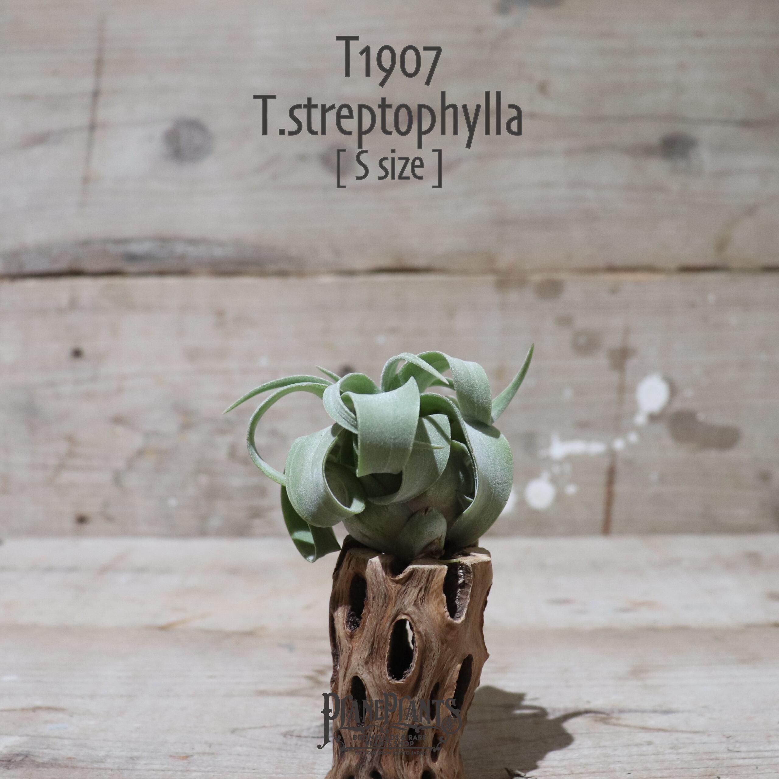 【送料無料】ストレプトフィラ S〔エアプランツ〕現品発送T1907