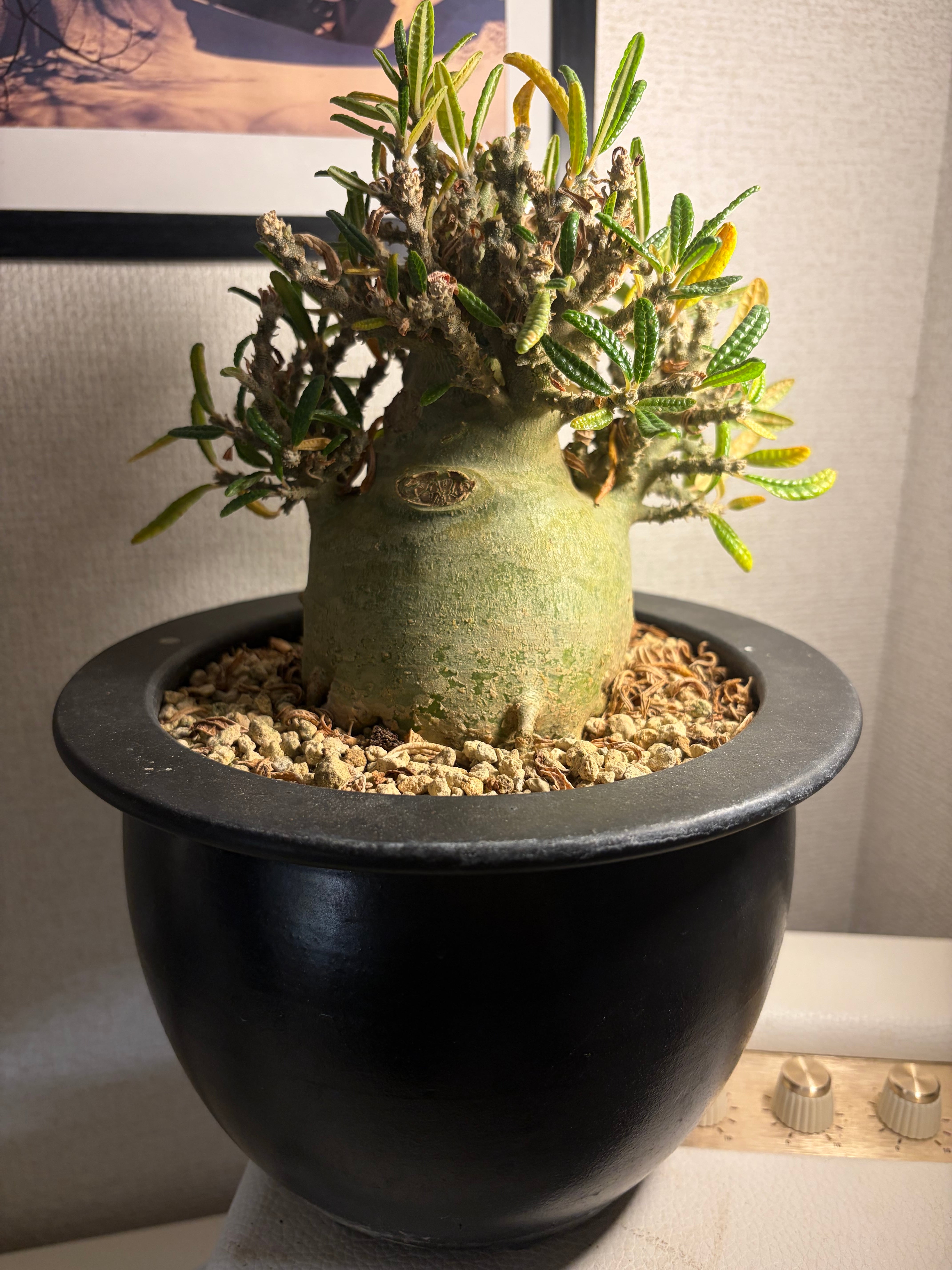 モンソニア クラシカウレ 塊根植物 コミフォラ ケラリア フォークイエリア 背の高い樹形が珍しいモンソニア クラシカウレコミフォラ ケラリア