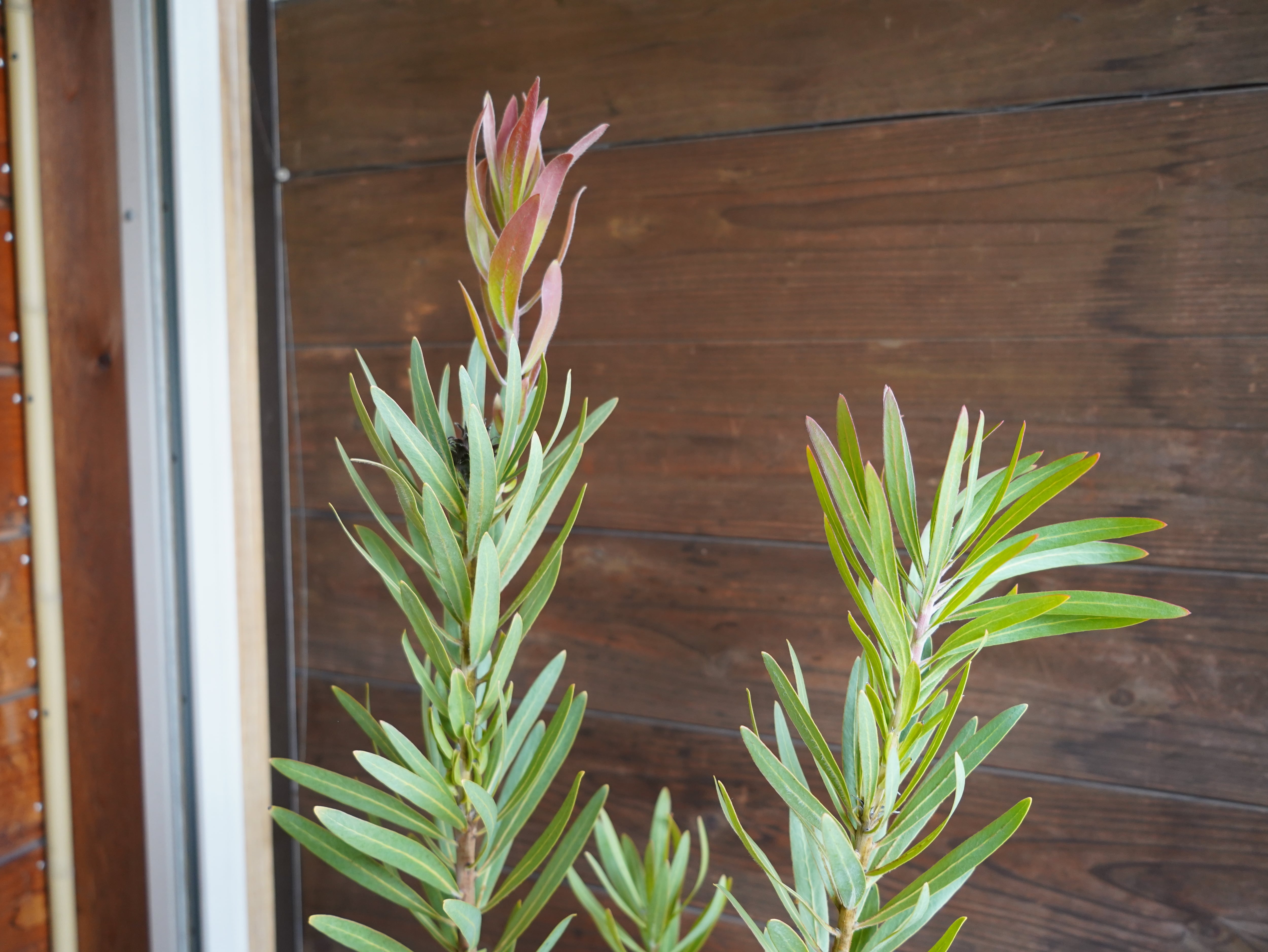 【現物】プロテア ”スザンナエ” B