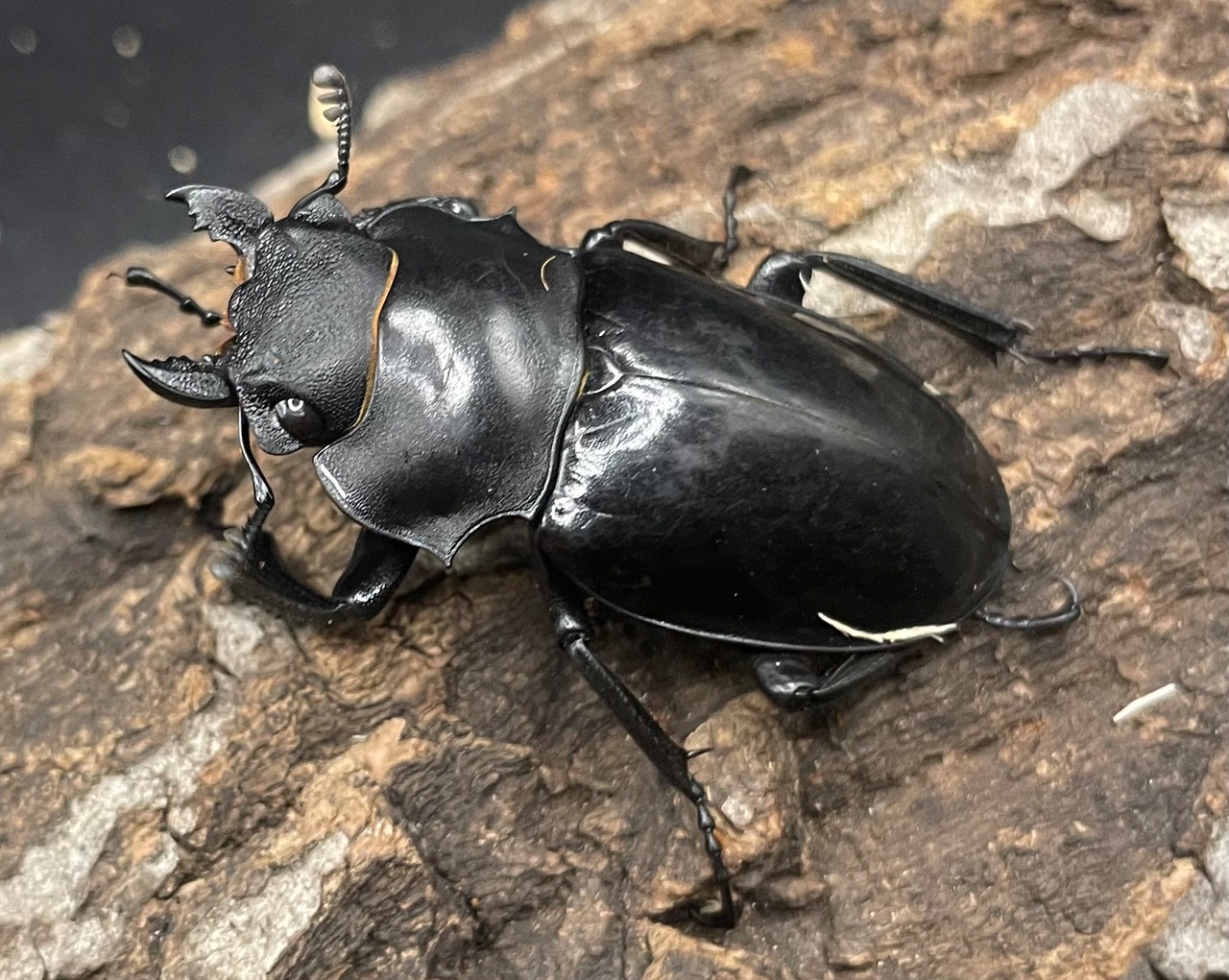 【WD】大型大歯《インターメディアツヤクワガタ 92mm A’品ペア》