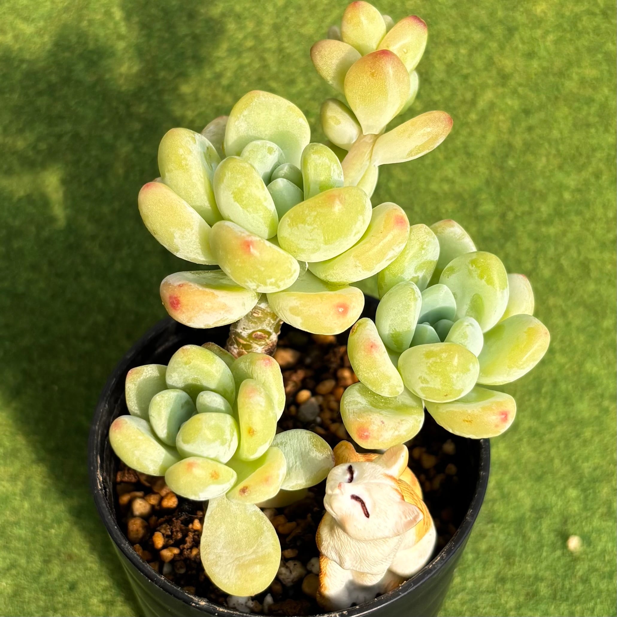 多肉植物 大苗 太幹 ピンクウィッチ 多頭 アエオニウム 美苗 #4 | PAY ID