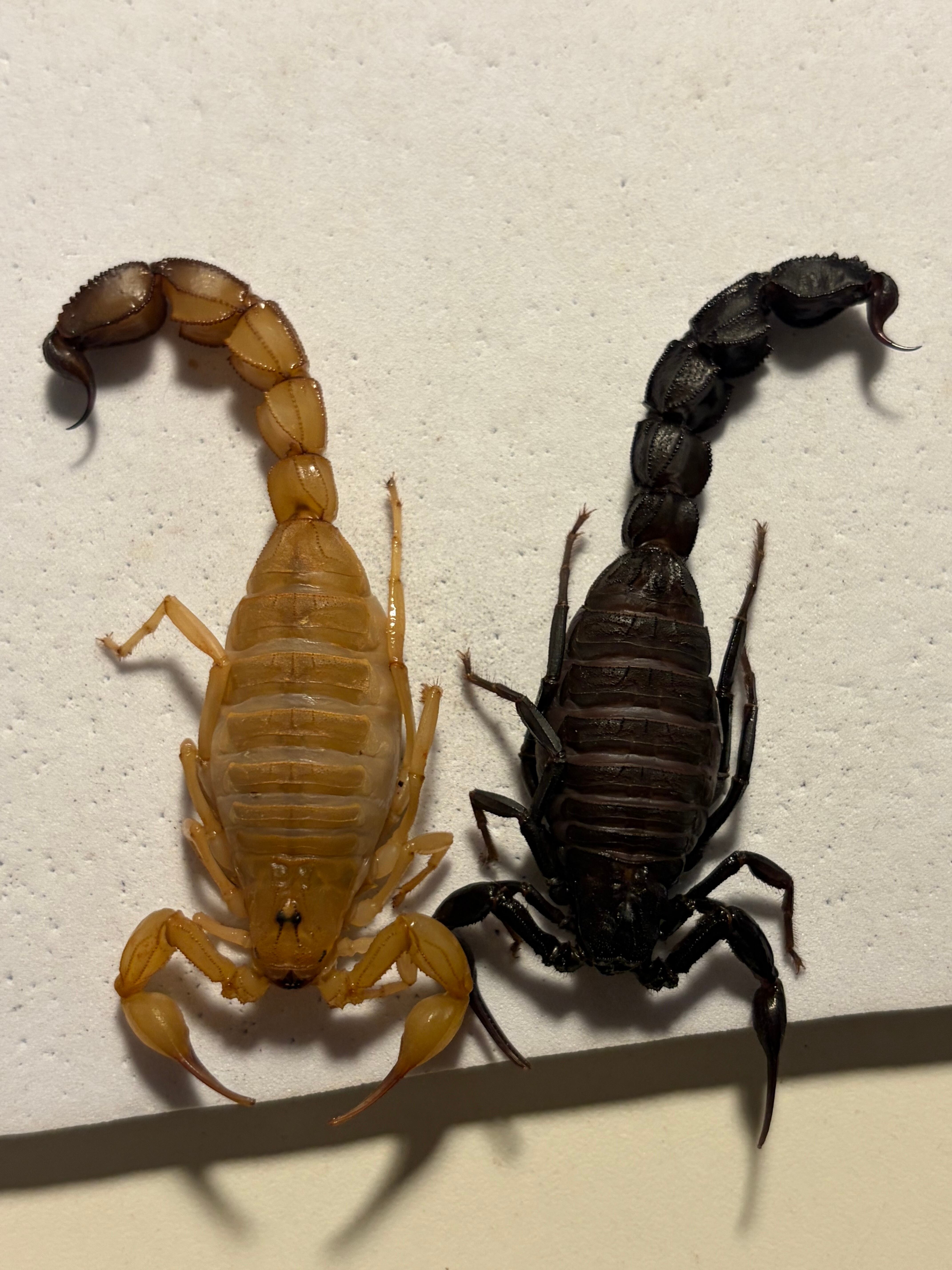 特定動物のイエローファットテールスコーピオン 標本 全長8cm程 サソリ ♀ 特定動物のイエローファットテールスコーピオン 標本 全長8cm程 サソリ
