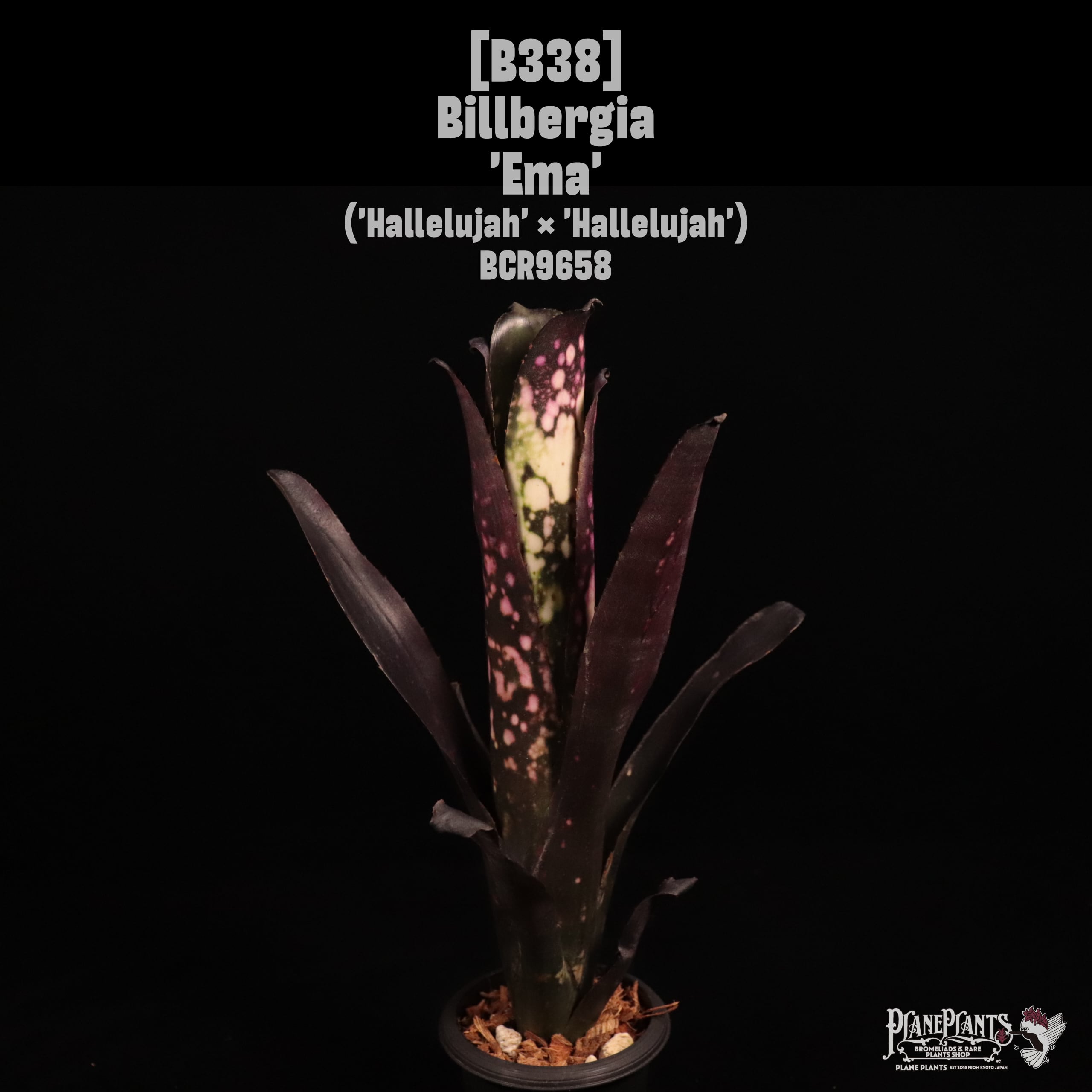 Billbergia 'Ema'〔ビルベルギア〕B338