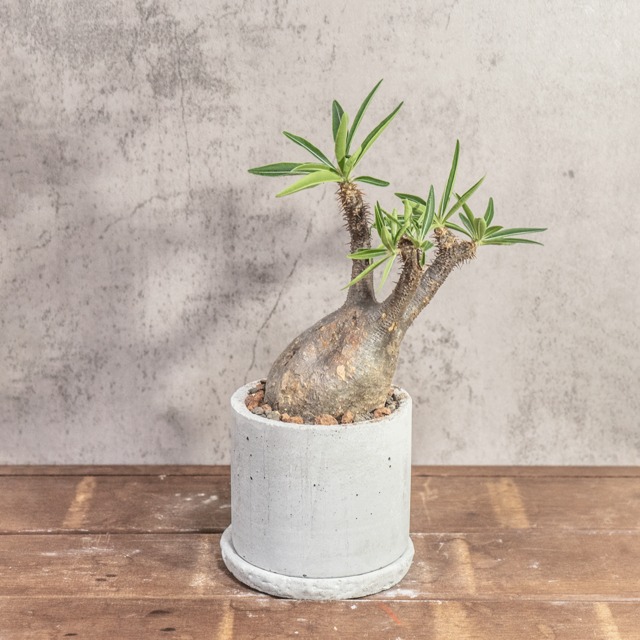 パキポディウム・グラキリス｜ゴツゴツ質感が魅力の荒肌株【モルタル鉢仕立て】