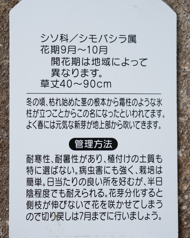 シモバシラ（山野草）　３号