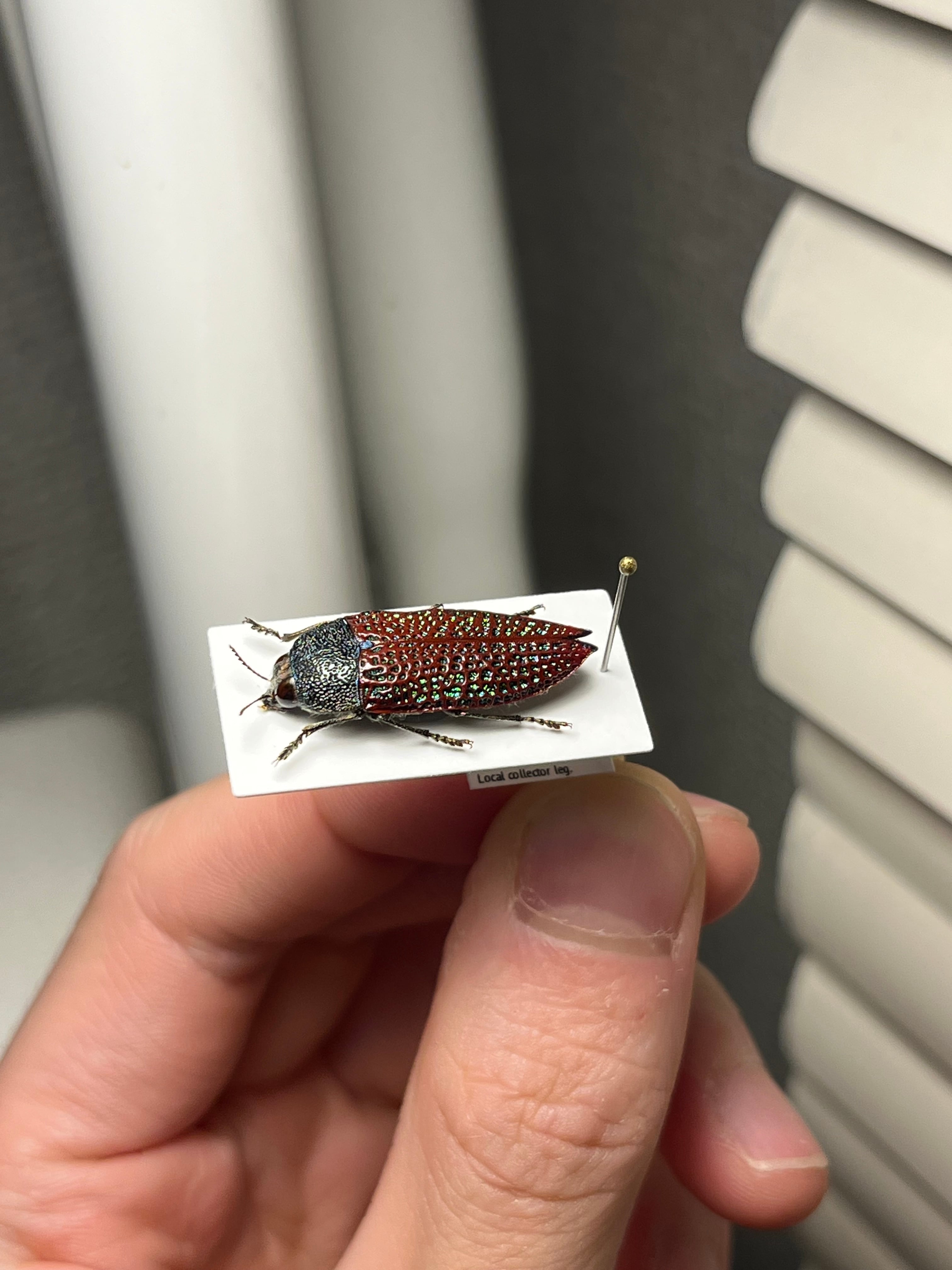 23mm】キラキラアラメムカシタマムシ 昆虫標本 標本 甲虫 カミキリ