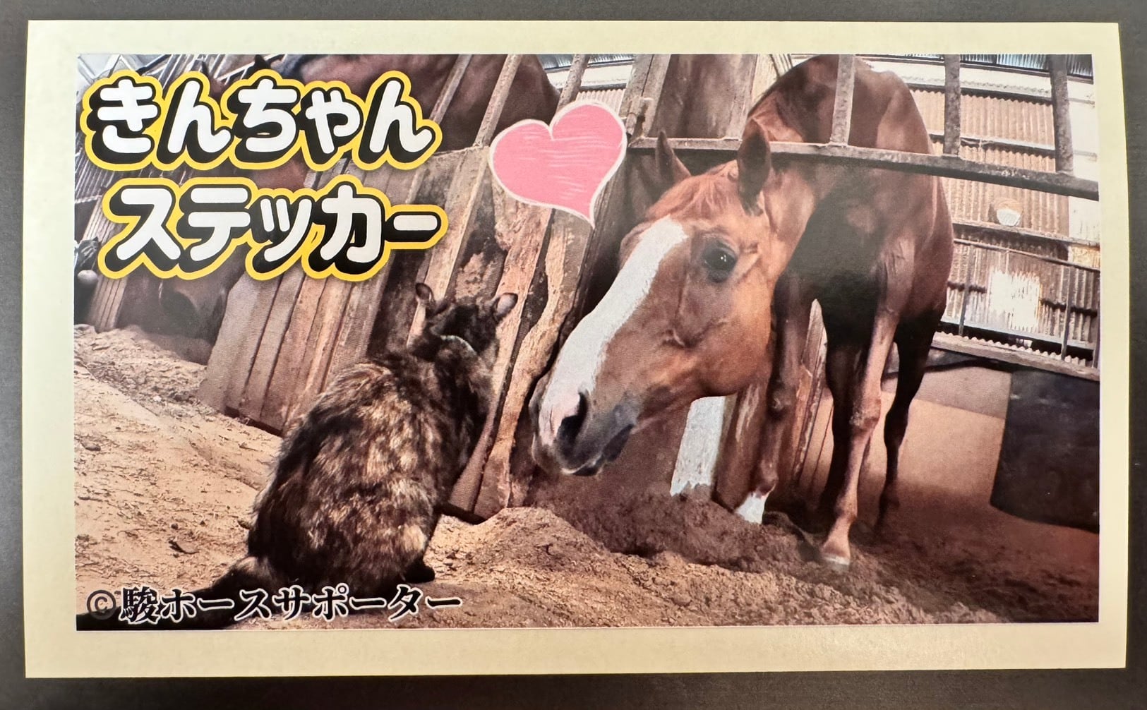 きんちゃん1年サポート | 駿ホースサポーター