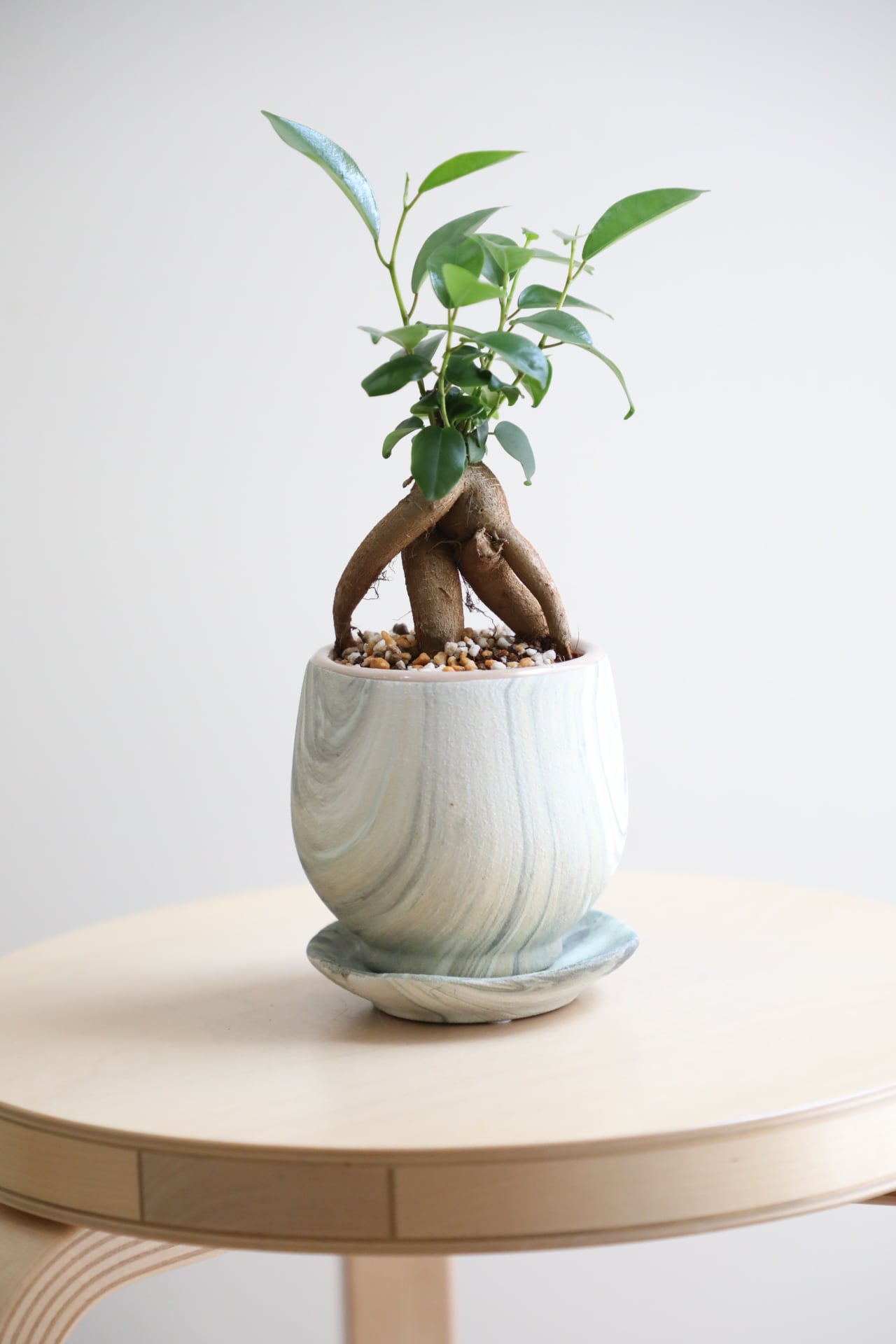 S】ガジュマル/Ficus microcarpa | 【厳選植物・器】MIDORI DOUMEI 翠