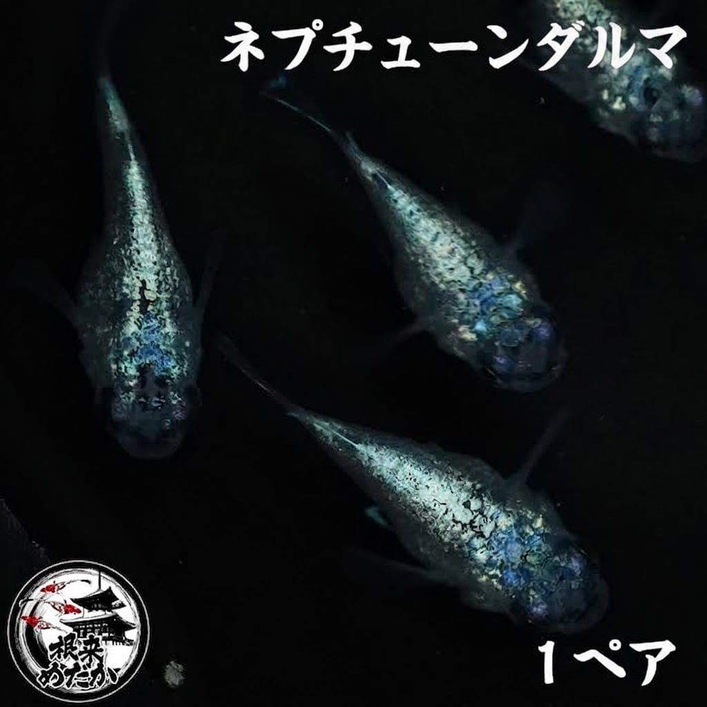 〖1ペア〗ネプチューンダルマ メダカ 成魚｜青ラメ ダルマ体型 改良メダカ