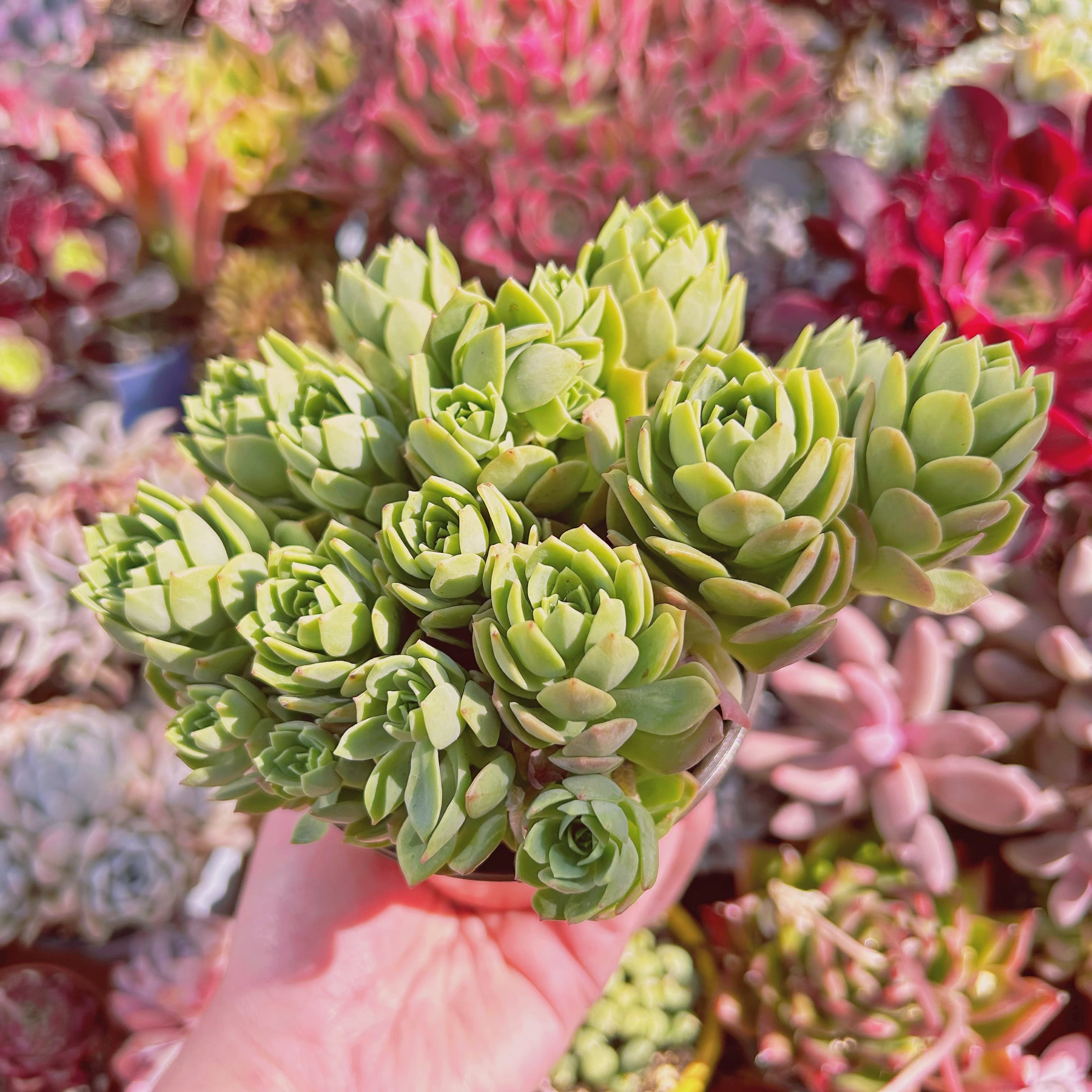 現物 多肉植物 グリーンローズ 特大 | るる農園~多肉植物専門