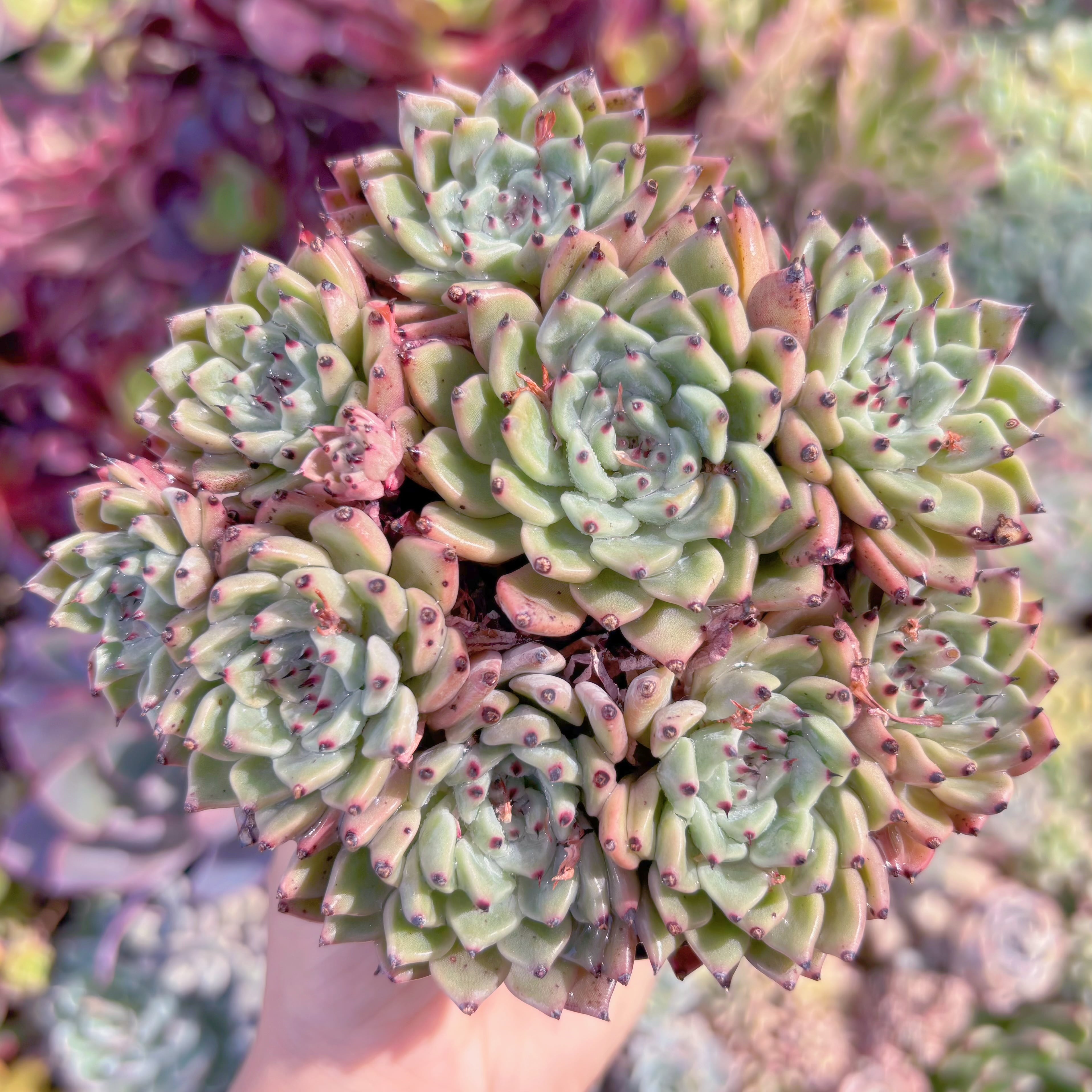 現品　ザラゴーサ#3018　群生　るる農園