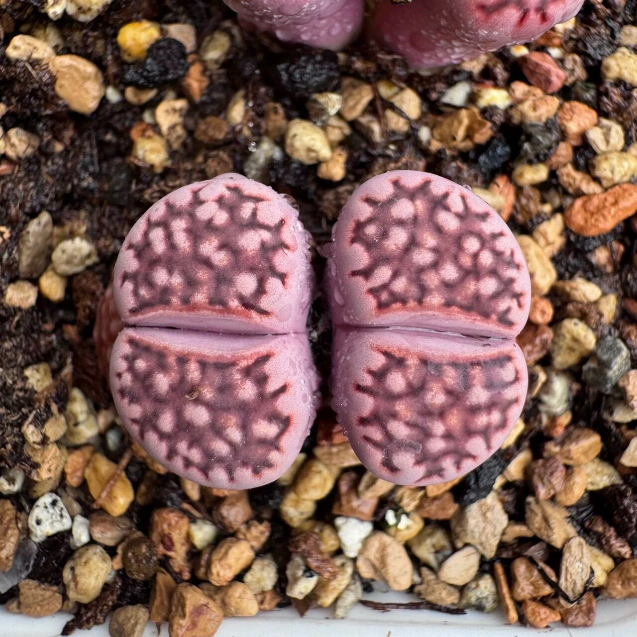 多肉植物 リトープス 紫寿麗玉 1.7cm 大株2頭 1株 | 愛多肉-AI-TANIKU