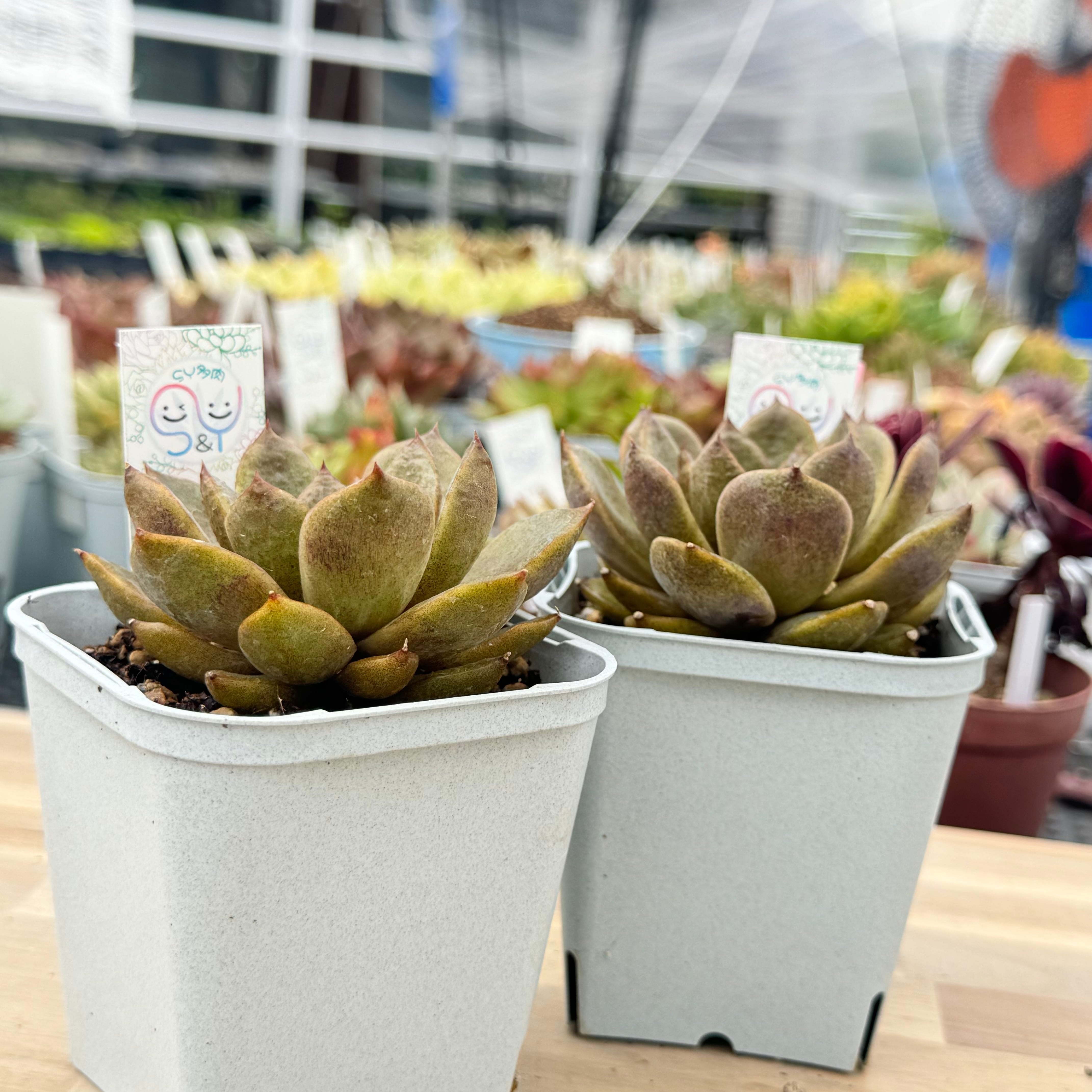 ヨミヨミ】韓国輸入苗 多肉植物エケベリア 第四種送料込み | 多肉植物