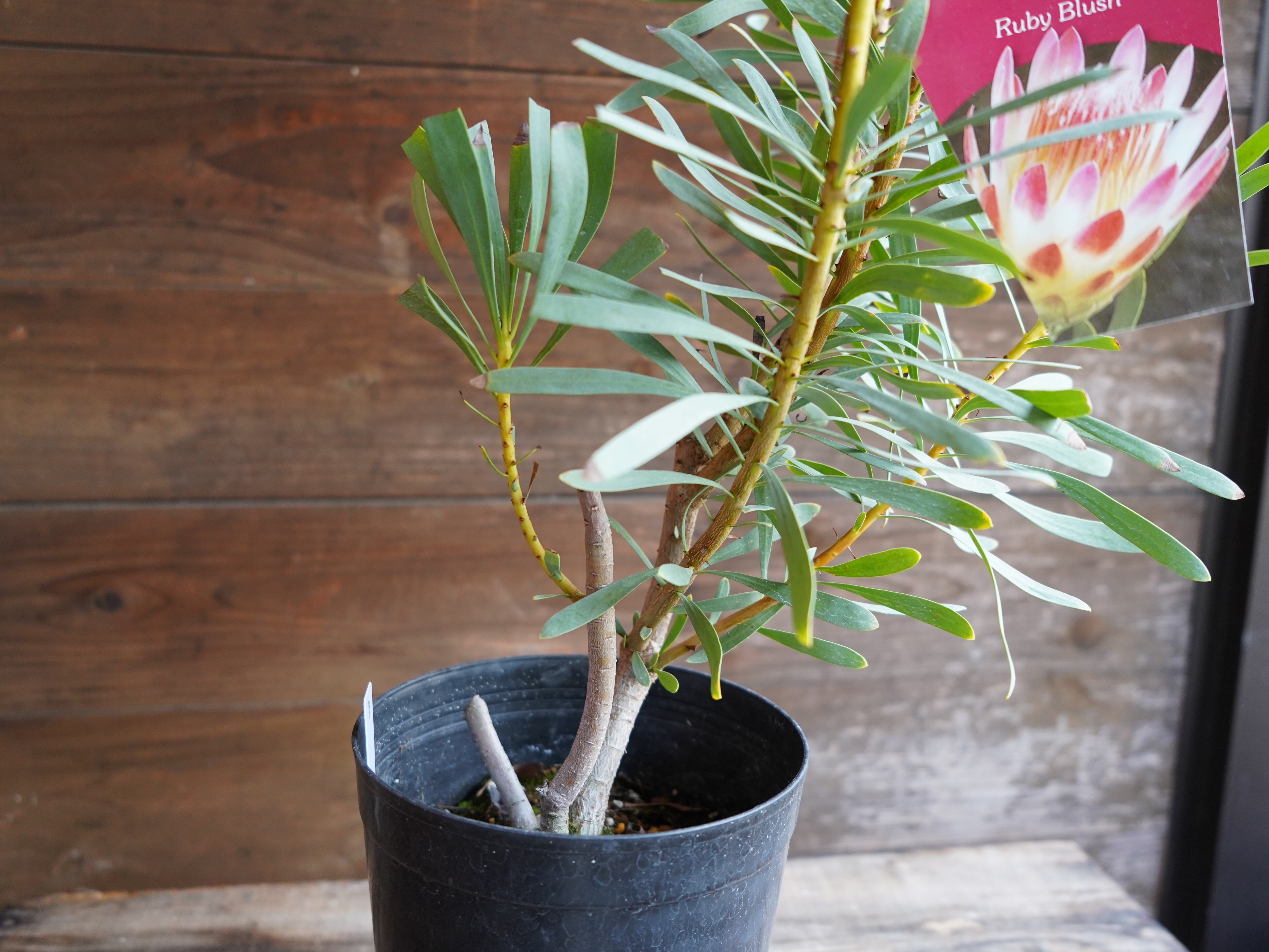 【現物】プロテア ”ルビーブラッシュ” 6号 B