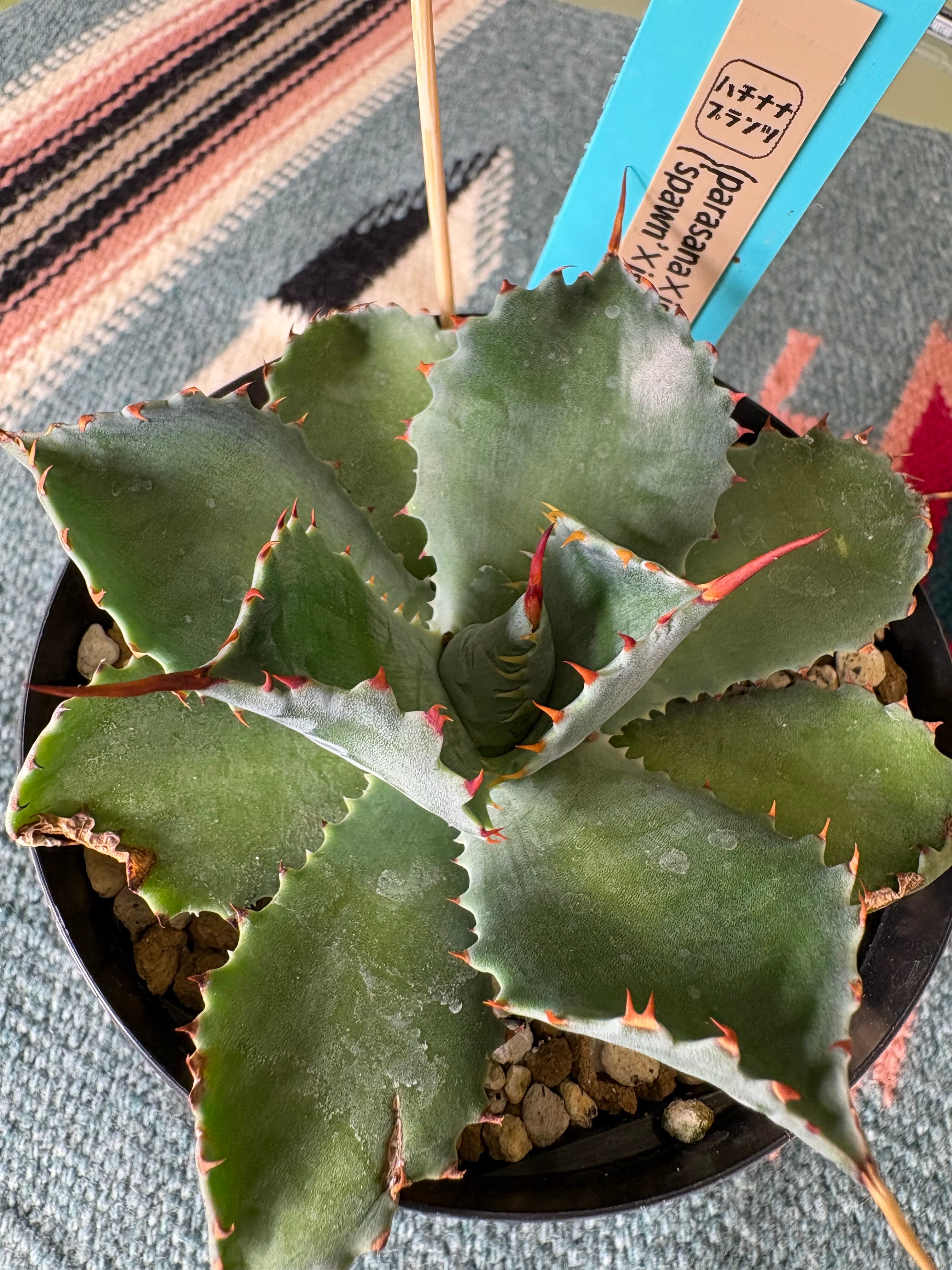 87PLANTS