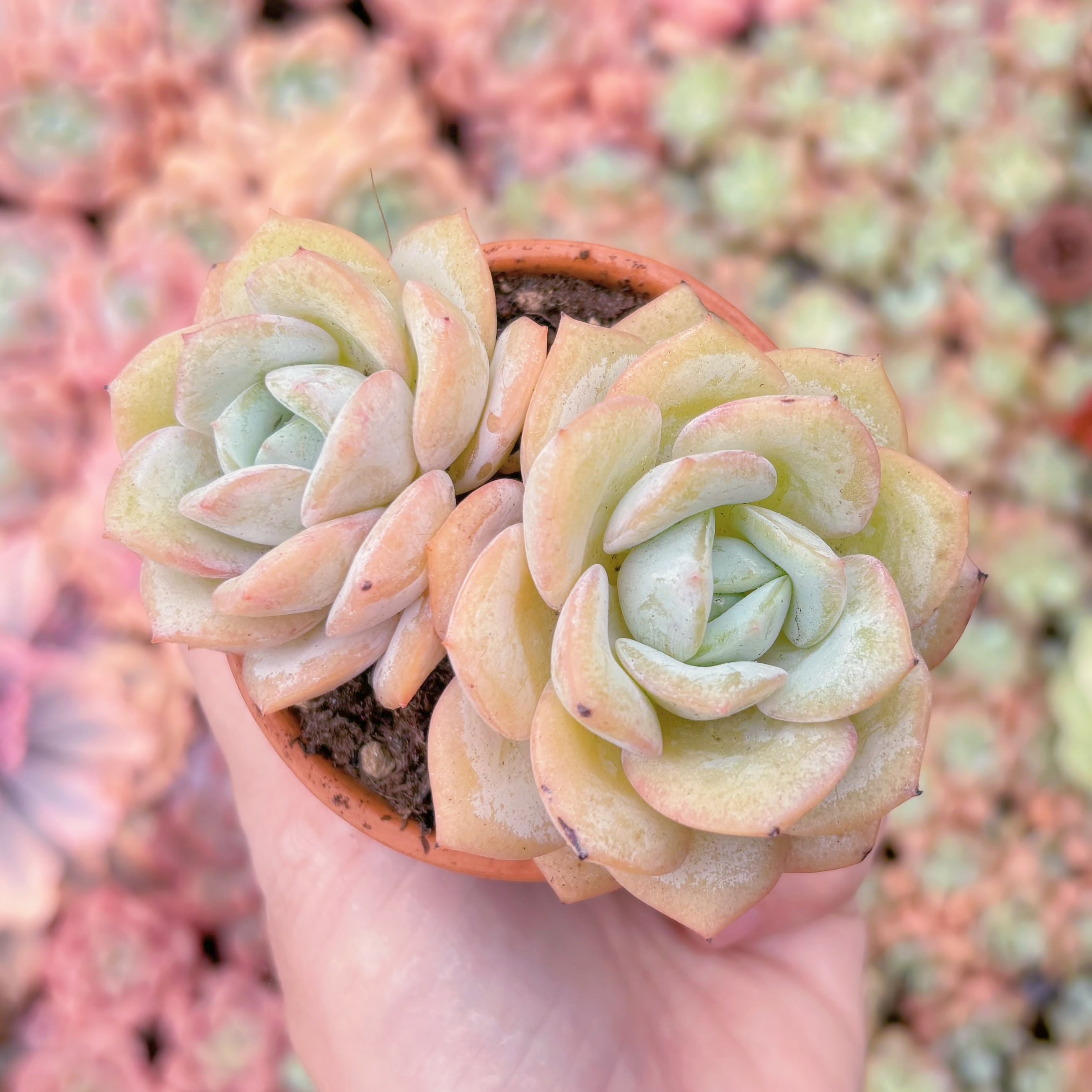 多肉植物　白梨花　群生　新入荷　るる農園
