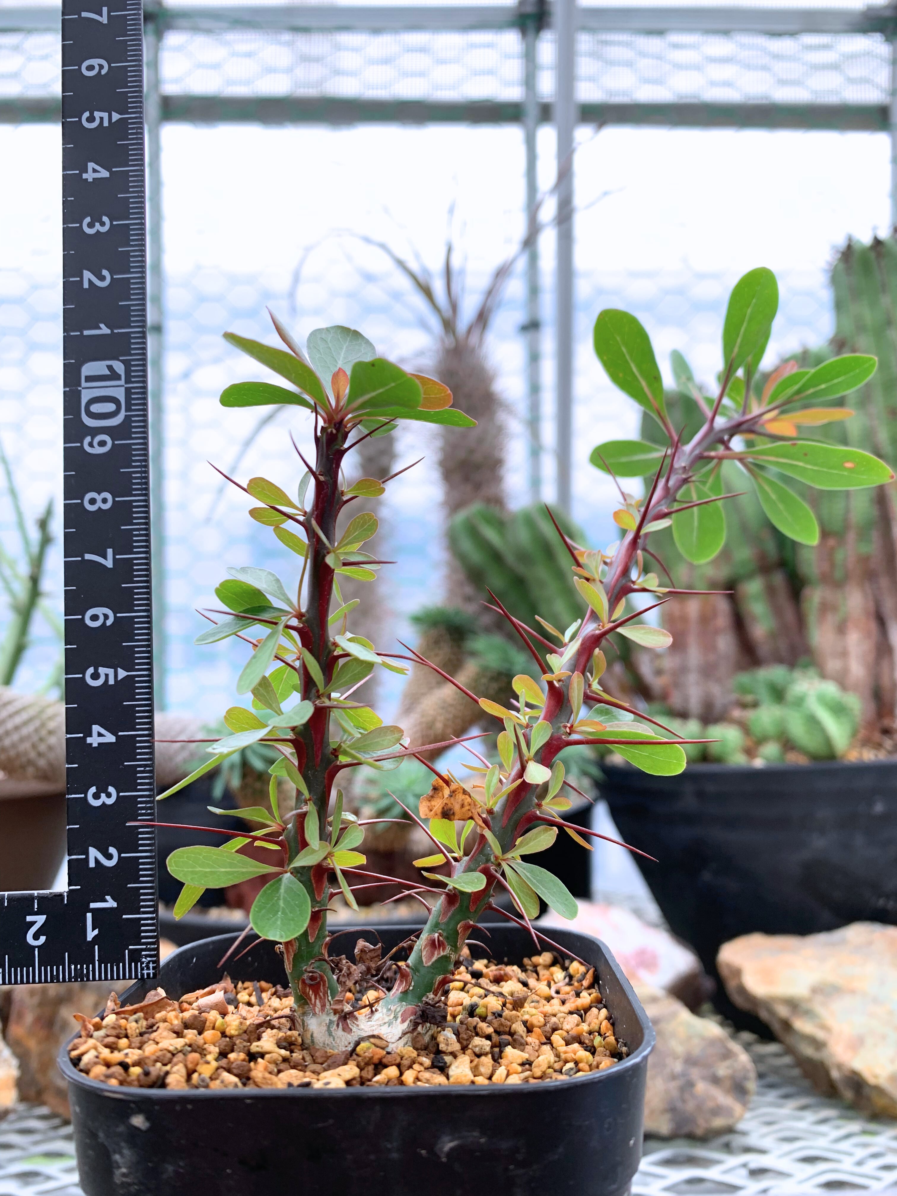 フォークイエリア ファシクラータ C03【送料着払い】 | CACTUS330