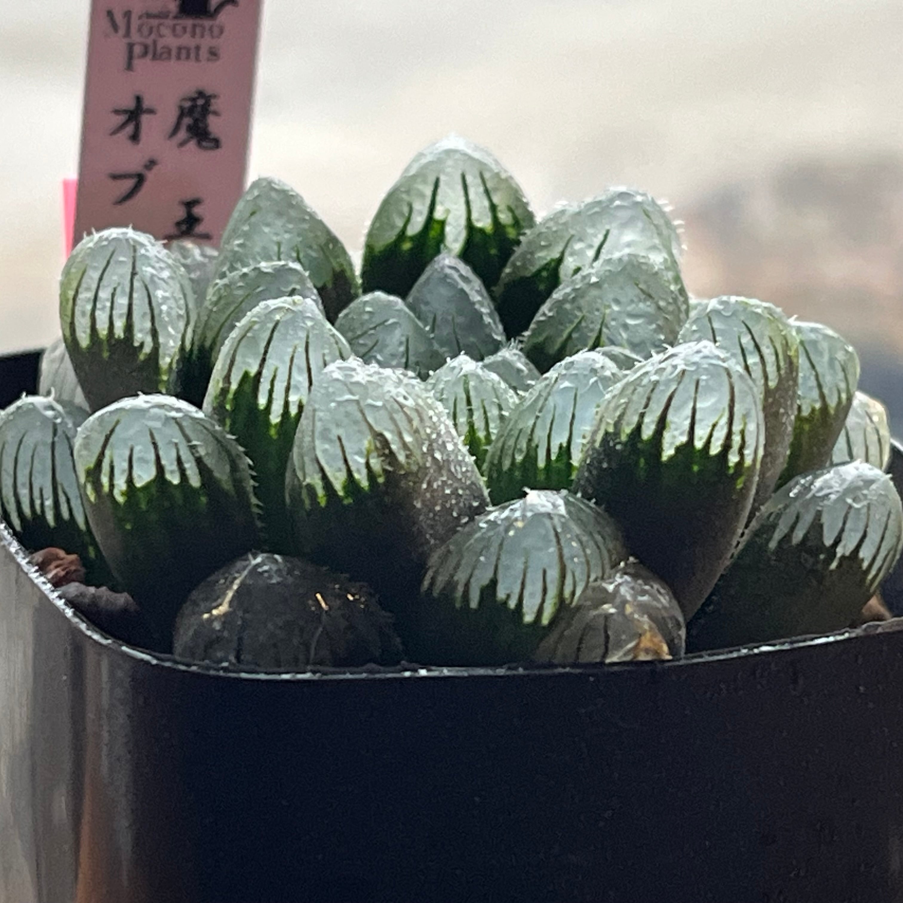 ハオルチア オブツーサ 魔王 | mocono_plants