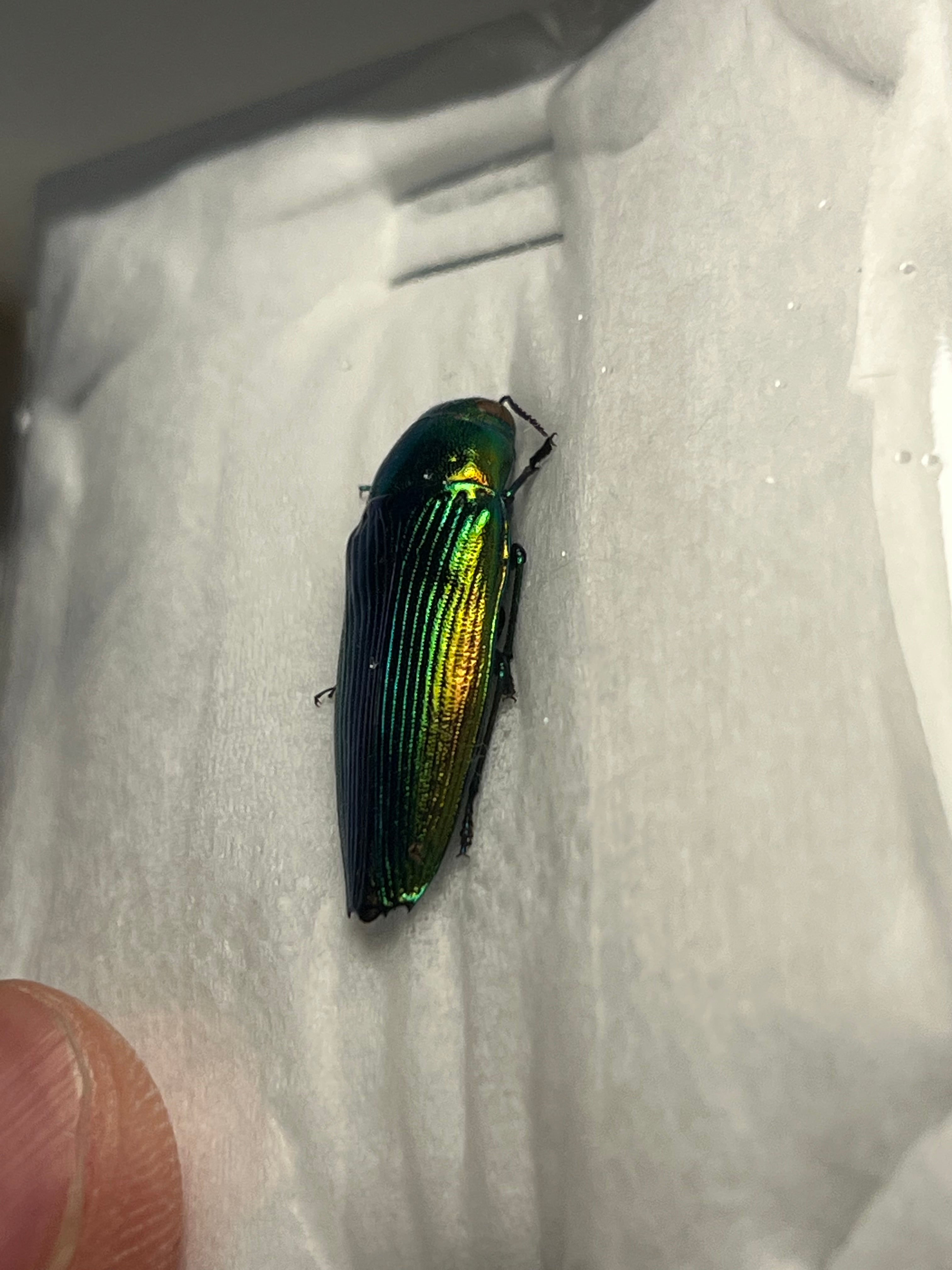 【国産青玉虫最高峰】アオタマムシ 昆虫標本 コブハムシ ハムシ スハンダエ 国産青玉虫最高峰】アオタマムシ 昆虫標本 コブハムシ ハムシ