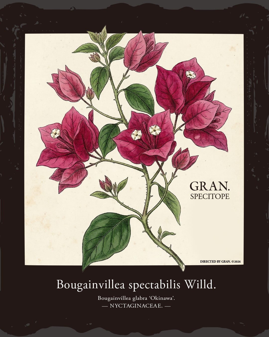 Okinawa Bougainvillea spectabilis Willd. t-shirt vol.1