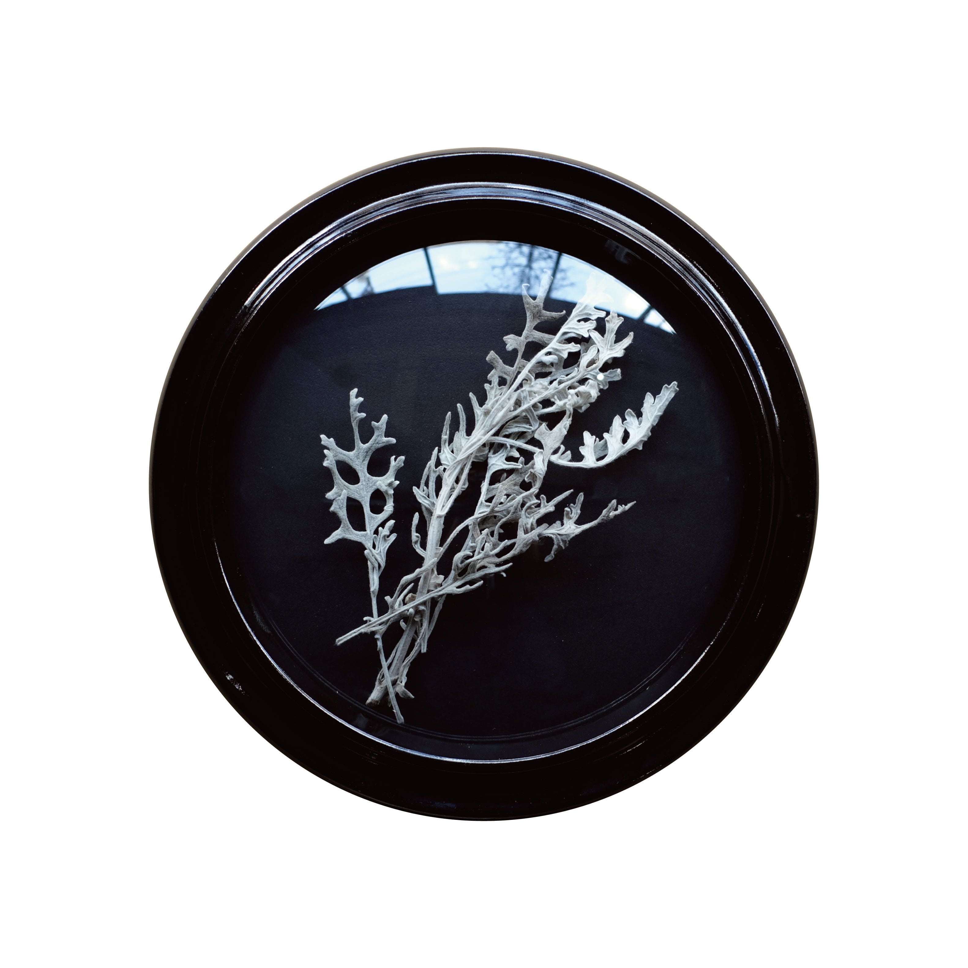Convex Glass Case DF (L) | WEST VILLAGE TOKYO