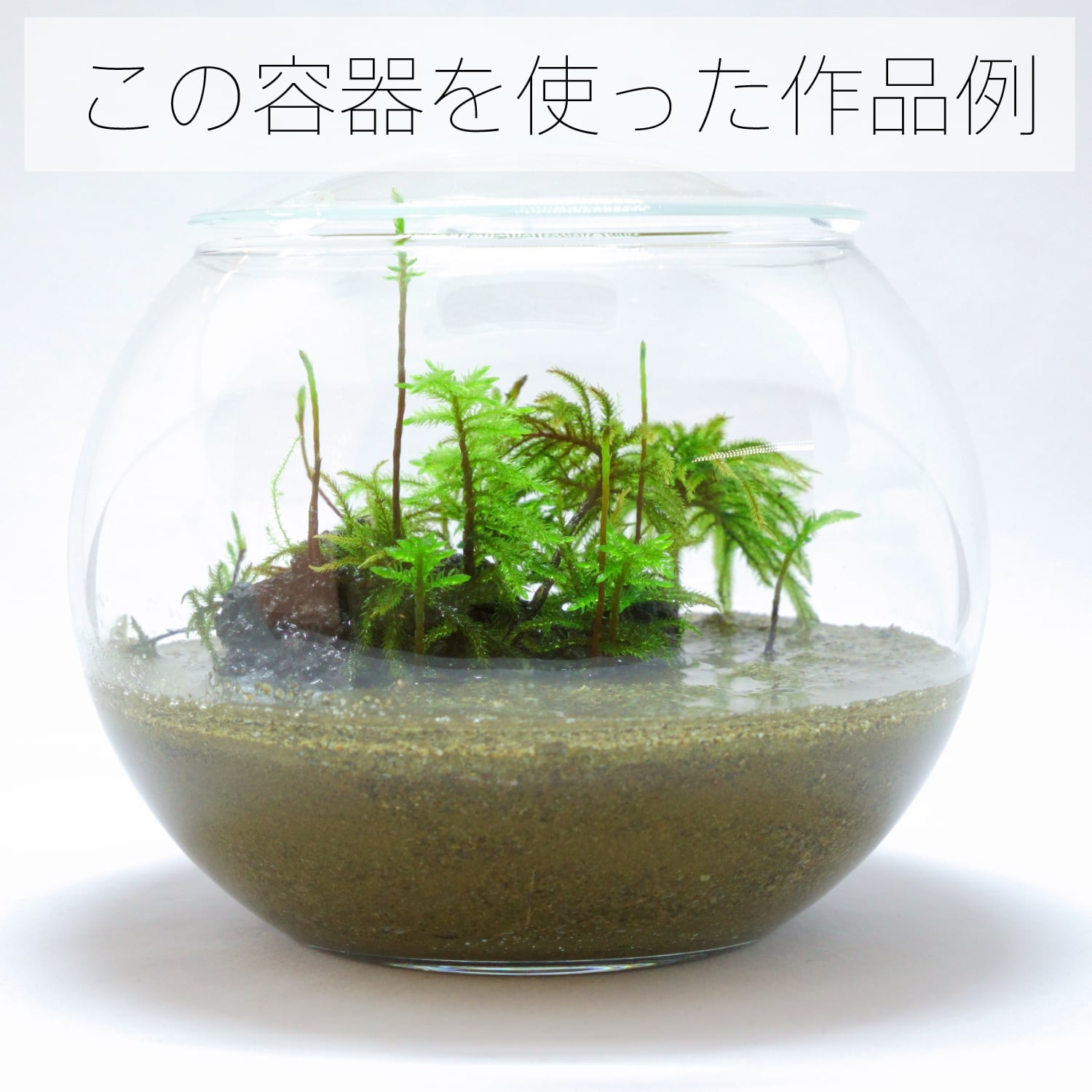 ボール型ガラス容器 フタ付き 苔テラリウム用 | 栽培苔と苔テラリウム