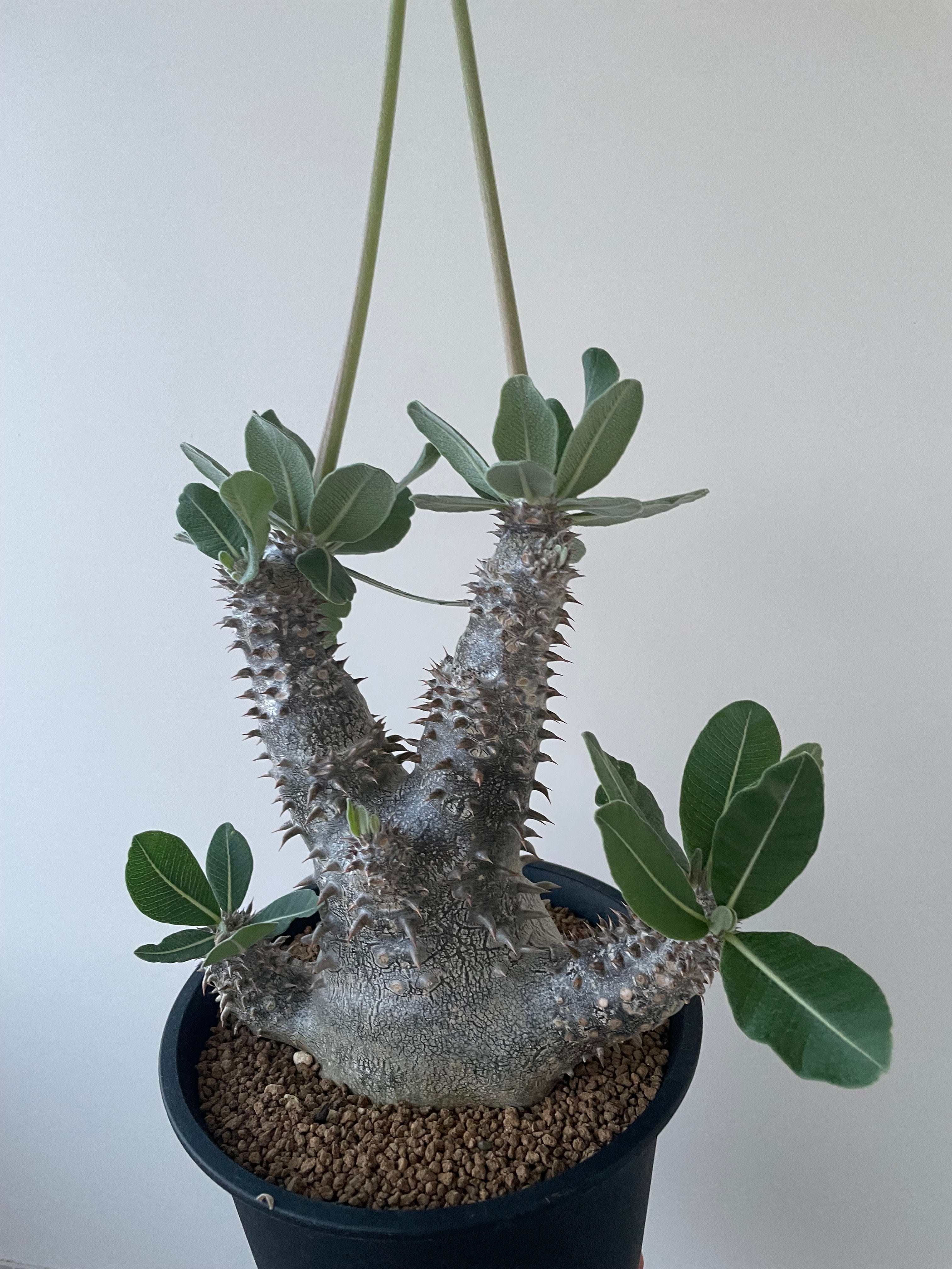 極上品】Pachypodium Tackyi【一流ナーセリーの親株クラス