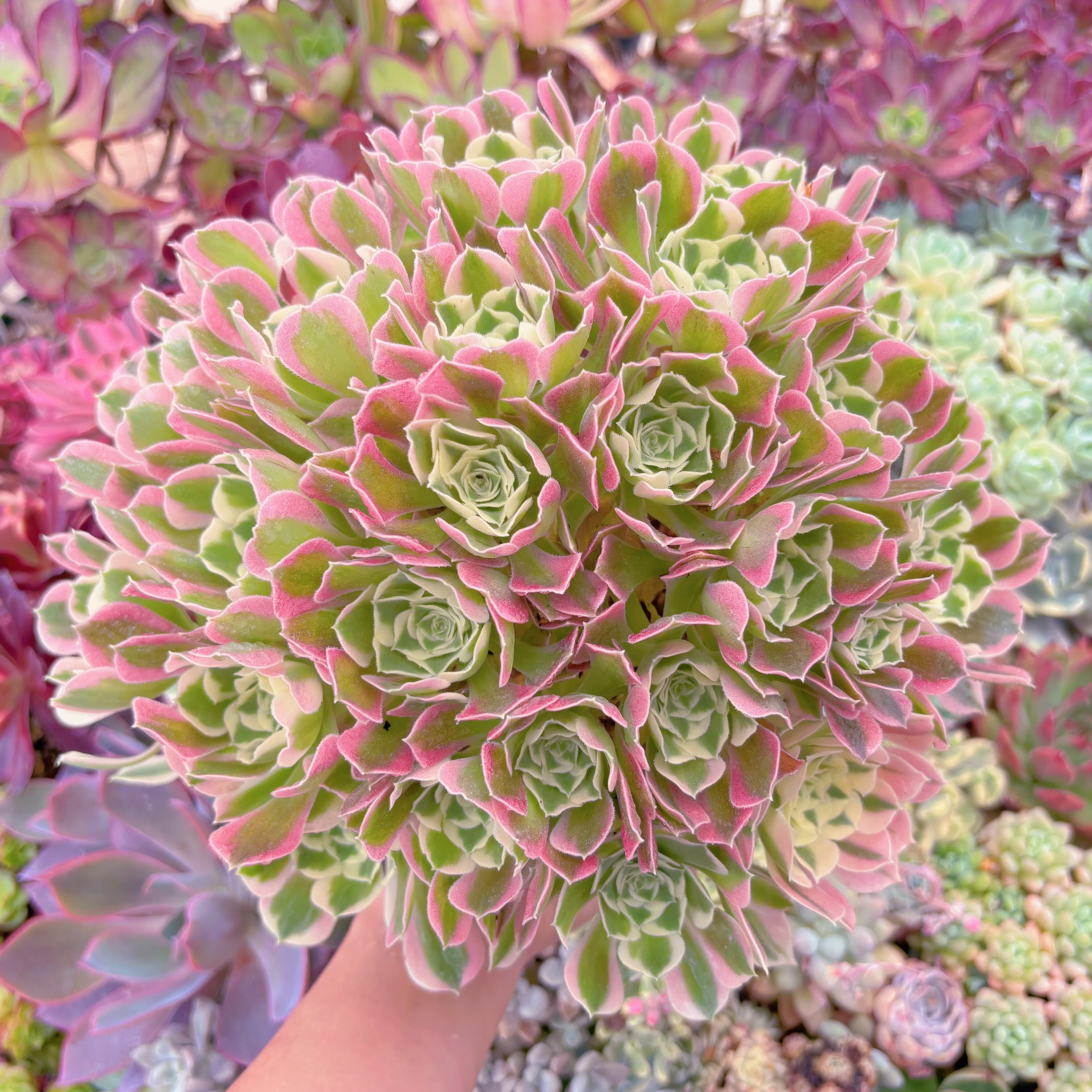 現品　Aeonium白鳳錦#727　特特大群生　るる農園