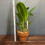 洋ラン　カトレア　C.trianae('Select-AK'x'Jean Groben Fonce')【789】